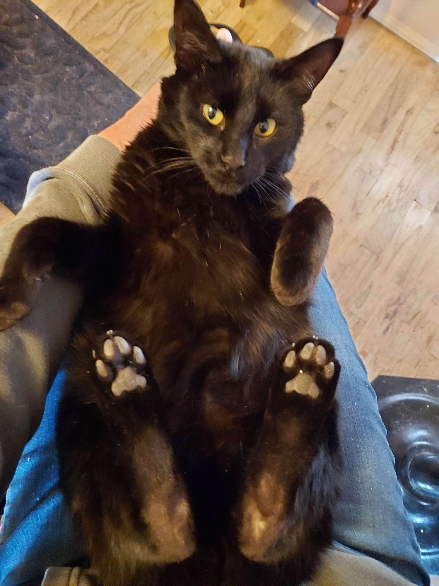 same cat with all four paws up in a lap