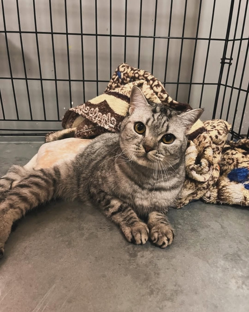 A tabby cat with a shaved hind leg lies on a concrete floor next to a patterned blanket, inside what appears to be a wire enclosure or cage.