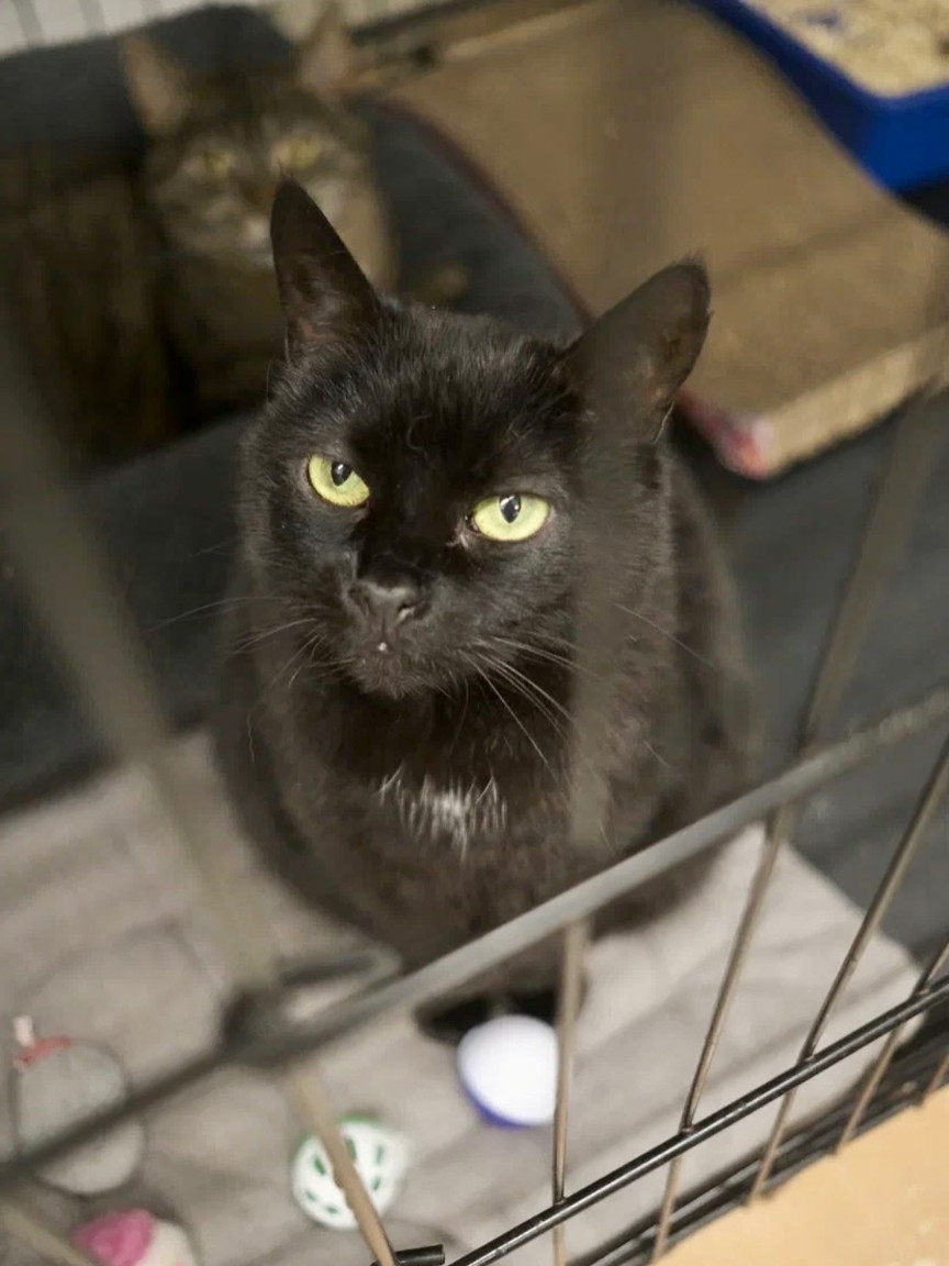 A black cat with bright green eyes looks directly at the camera. The cat has a small patch of white fur on its chest and is sitting on a grey blanket inside a wire crate, with a partially visible second cat in the background.