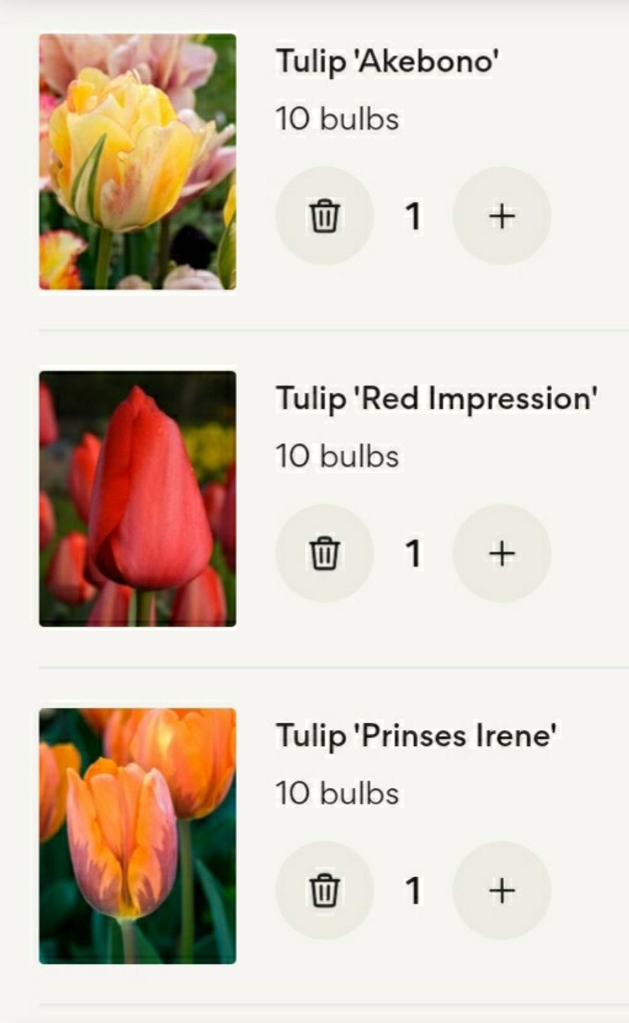 Tulips Akebono, Red Impression and Prinses Irene