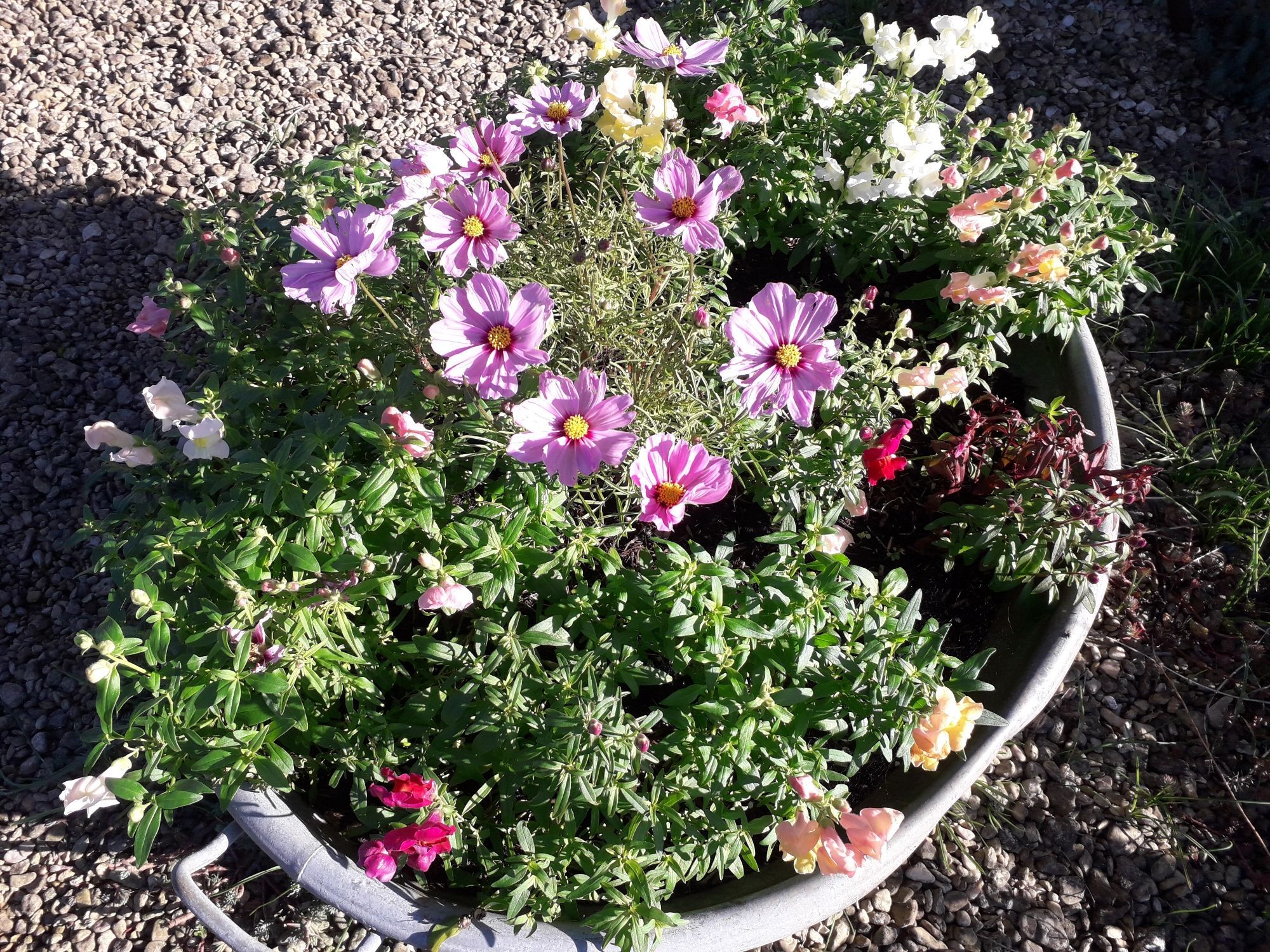 Steel tub on a gravel drive with pink cosmos and a range of coloured snapdragons in the sunshine