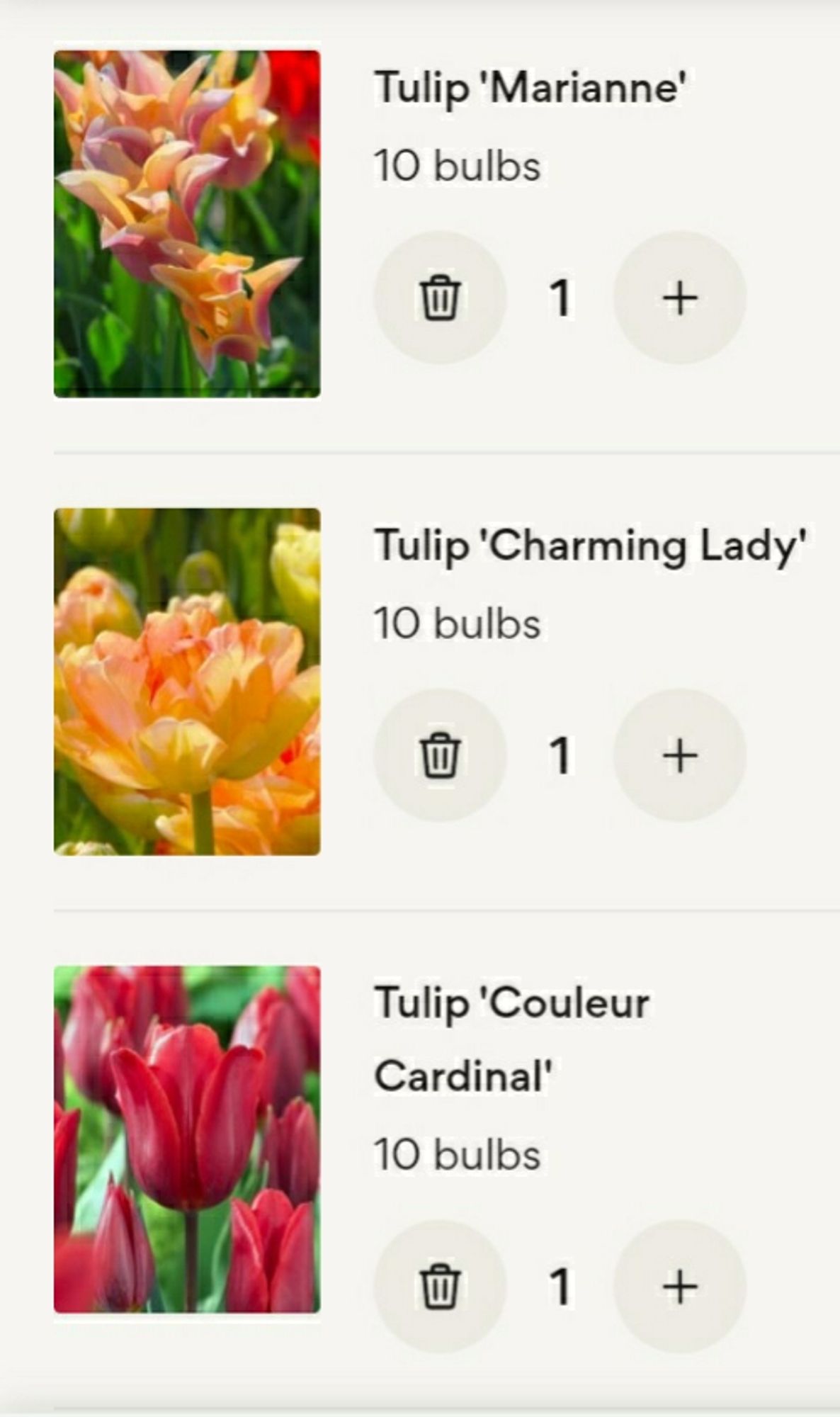 Tulips Marianne, Charming Lady and Couleur Cardinal