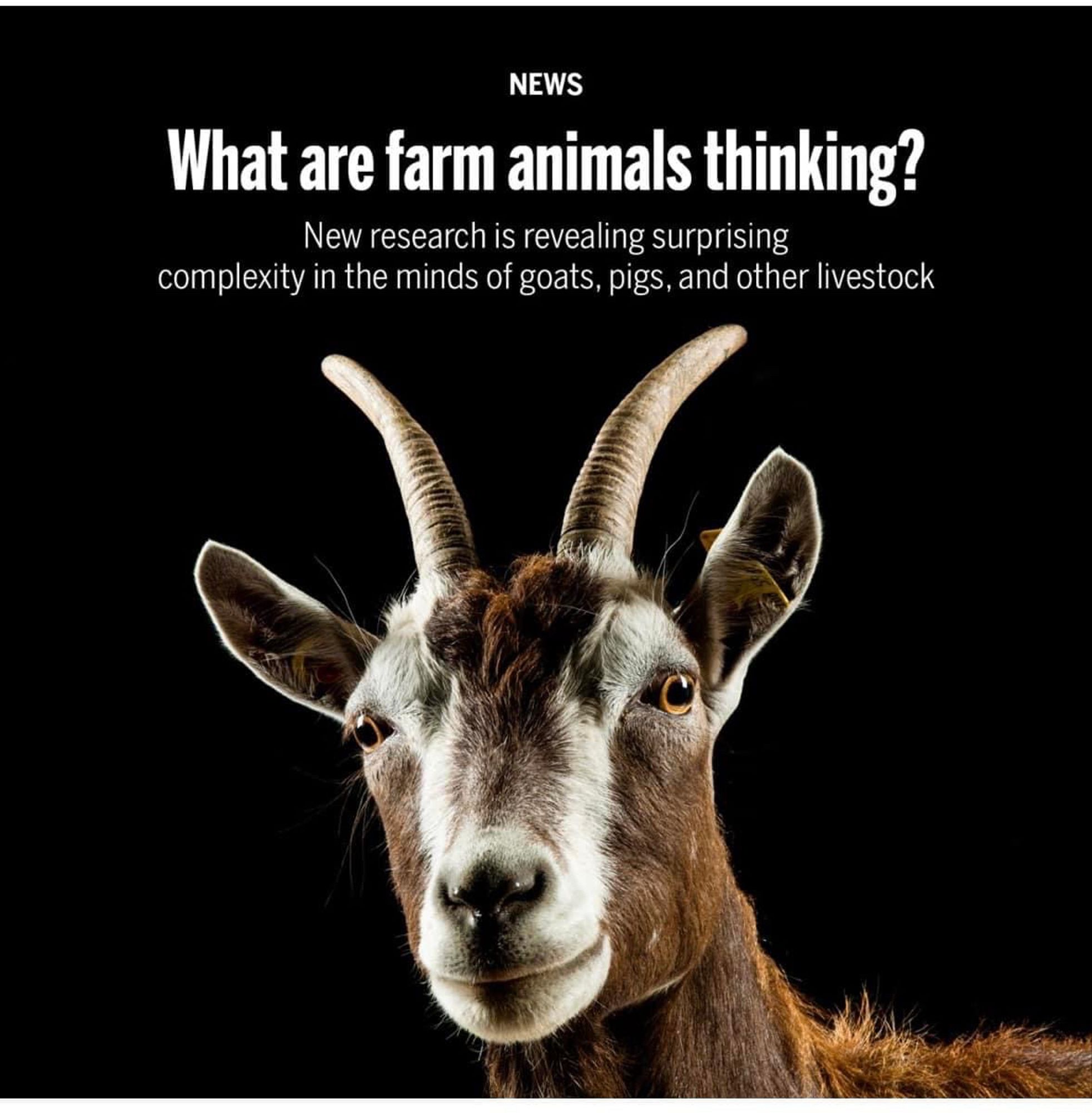 NEWS
What are farm animals thinking?
New research is revealing surprising
complexity in the minds of goats, pigs, and other livestock

photo is a somewhat closeup picture of a goat with some hidden motives