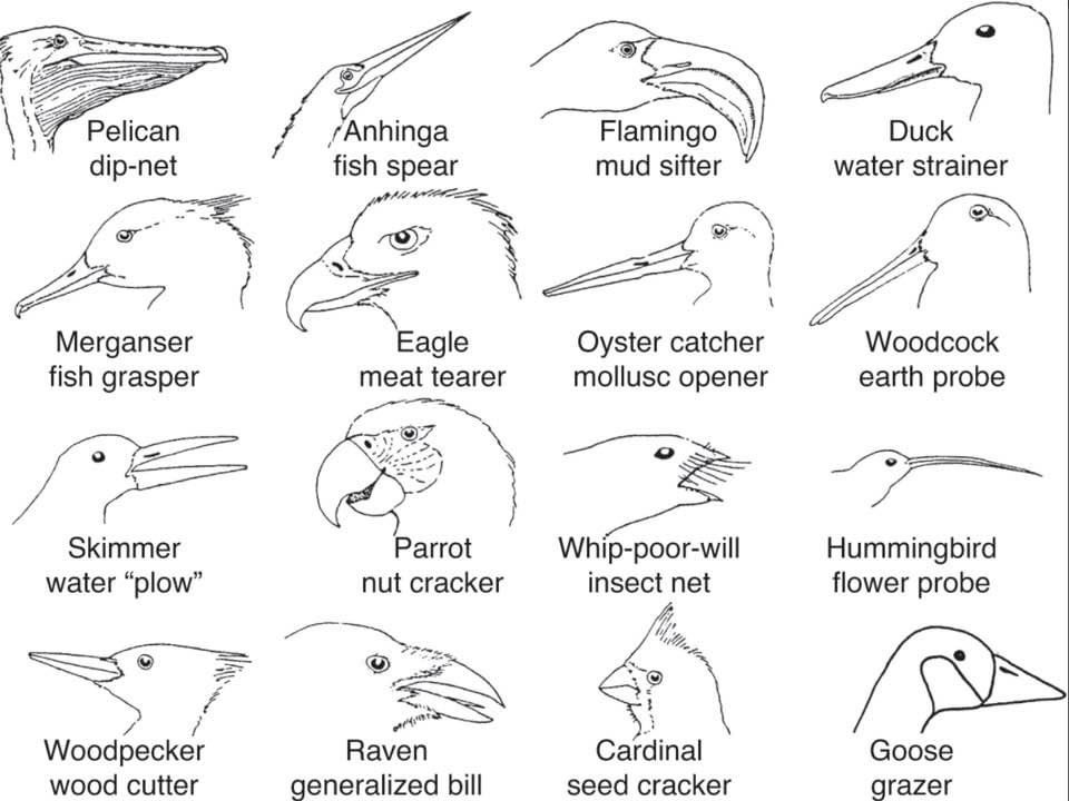 birds with beak features

Pelican dip-net
/ Anhinga fish spear
Merganser fish grasper
Eagle meat tearer
Skimmer water "plow"
Parrot nut cracker
Woodpecker wood cutter
Raven
generalized bill
Flamingo mud sifter
Oyster catcher mollusc opener
Whip-poor-will insect net
Cardinal seed cracker
Duck
water strainer
Woodcock earth probe
Hummingbird flower probe
Goose grazer