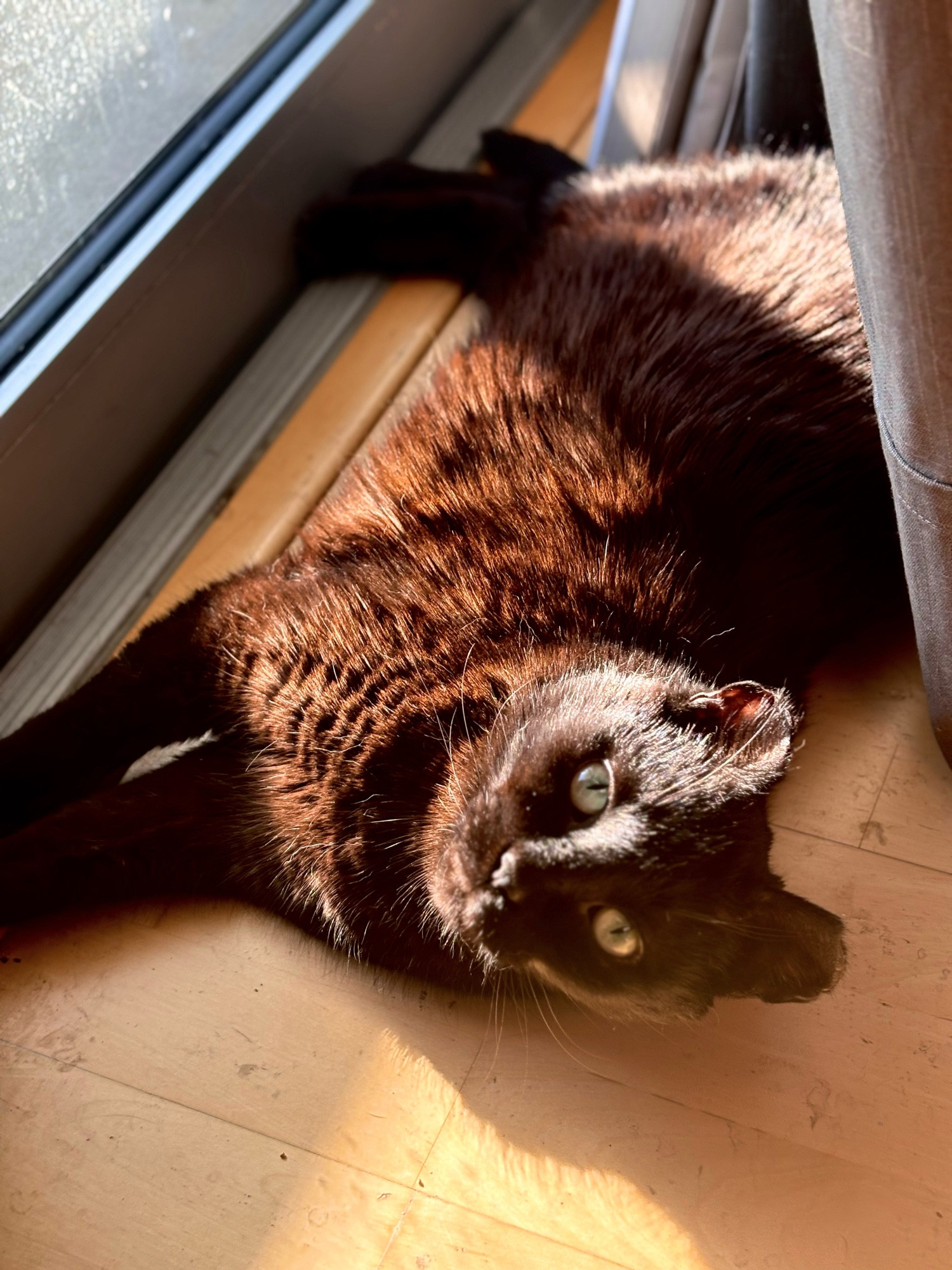 a portrait style pic of my void cat van gogh between the curtain & glass door as he sunbathes; he looks at the camera & his eyes are greenish.