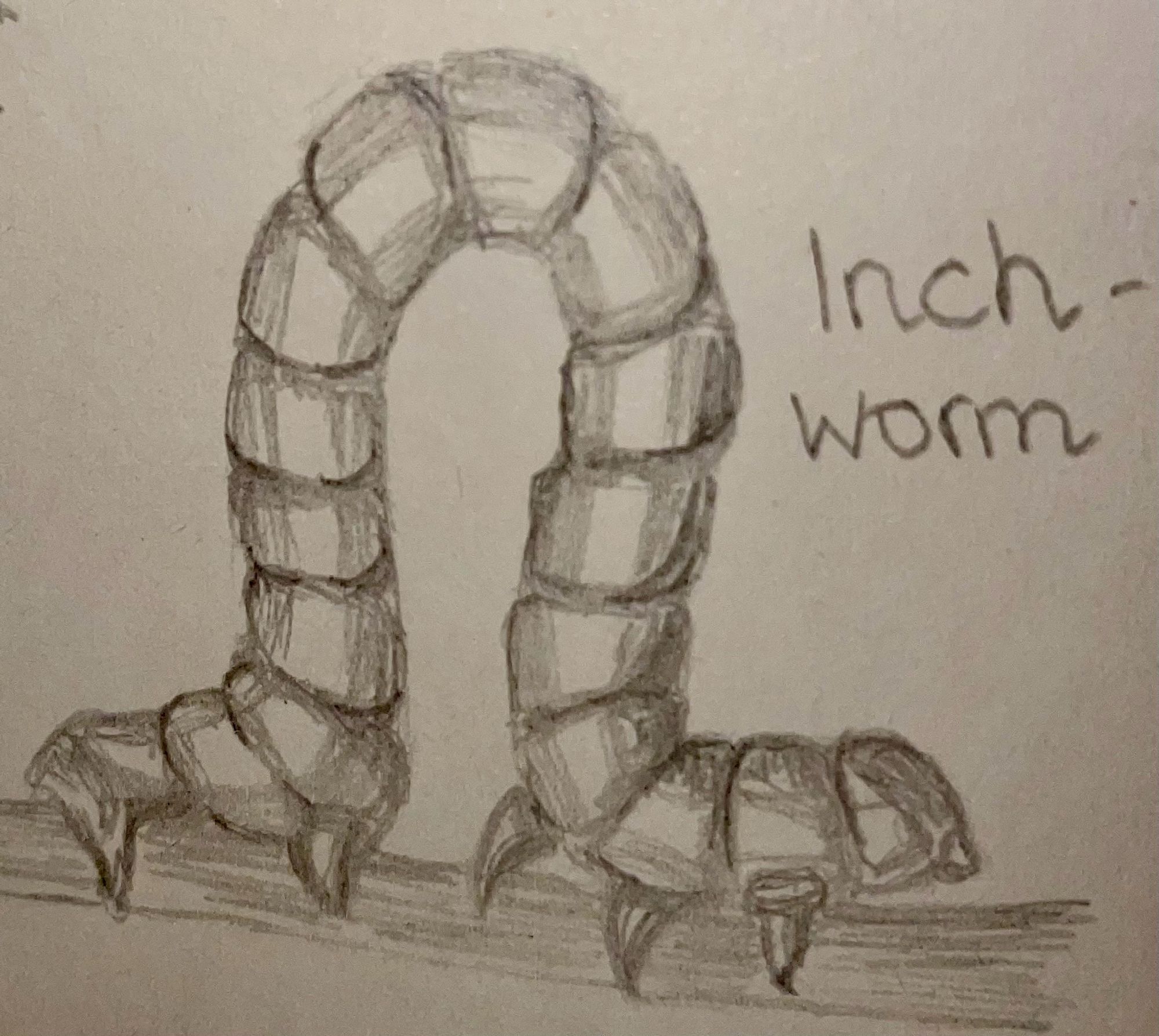 Bleistiftzeichnung einer Raupe (Inchworm) auf einem Ast, die sich von links nach rechts fortbewegt. Dabei sind die vorderen und hinteren Segmente auf dem Ast, der mittlere Teil ist wie eine Schlaufe nach oben gestreckt.