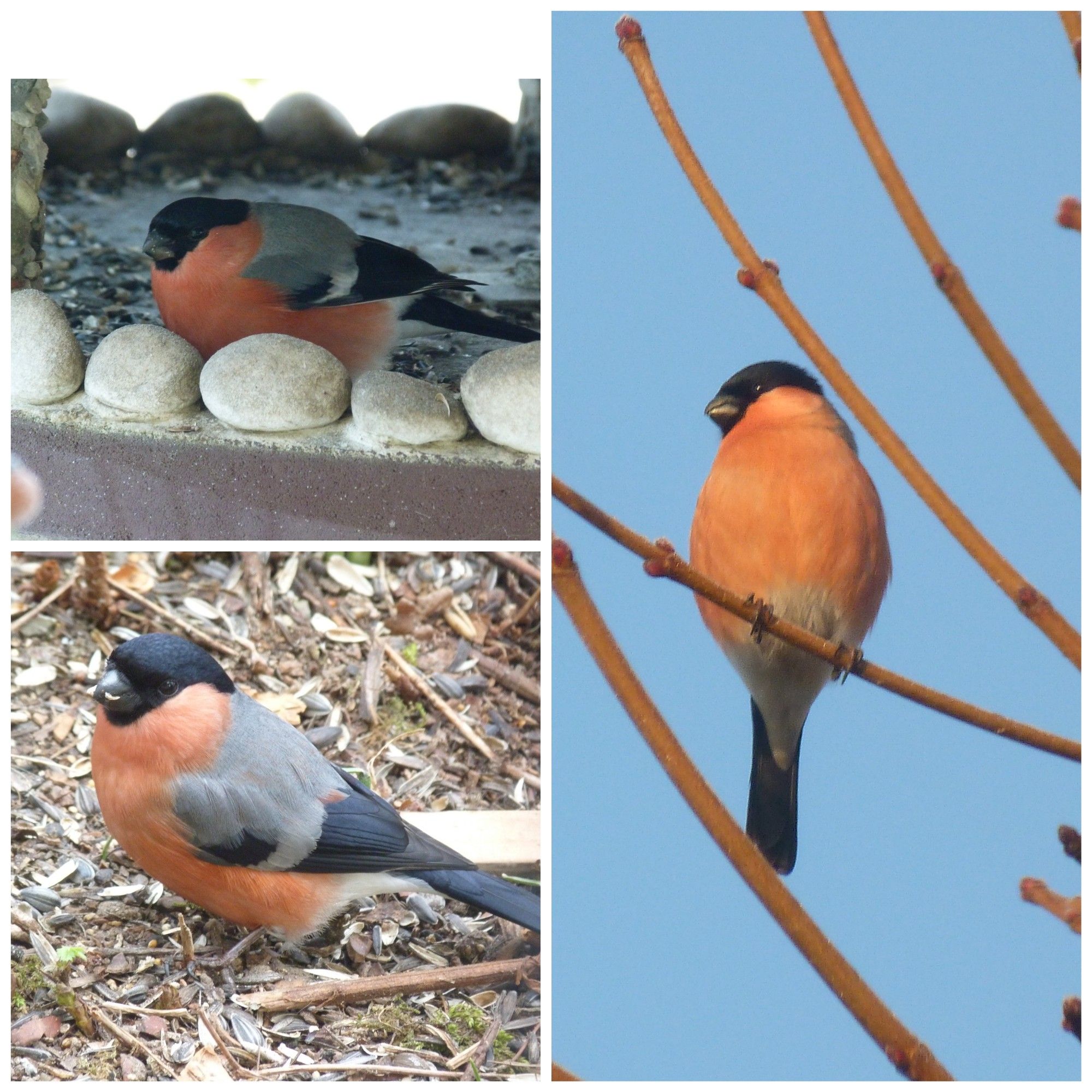 Fotocollage aus 3 Bildern. Rechts ein Gimpel auf einem kahlen Zweig sitzend vor strahlend blauem Himmel. drum herum ein paar weitere Zweige. Links oben ein Gimpel in einem Futterhaus, welches mit Steinen besetzt ist. Links unten ein Gimpel auf dem Boden sitzend. Um ihn herum lauter Schalen von Sonnenblumenkernen, kleine Stöckchen und etwas Moos.