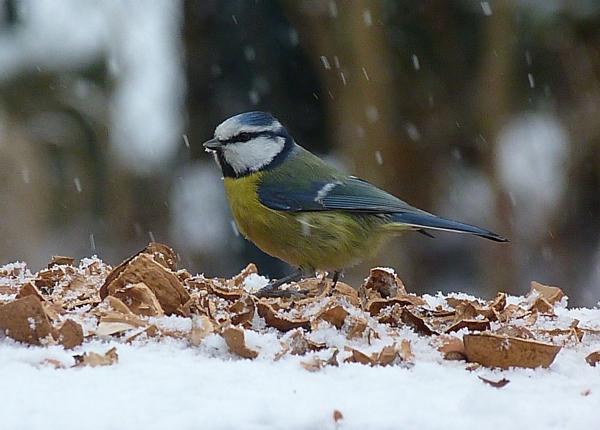 Auf einer Schneefläche sitzt eine Blaumeise, man sieht sie von der Seite. Um sie herum liegen lauter Walnussschalen und Walnussstücke. Schneegriesel fällt auf sie herab. Der Hintergrund ist verschwommen.