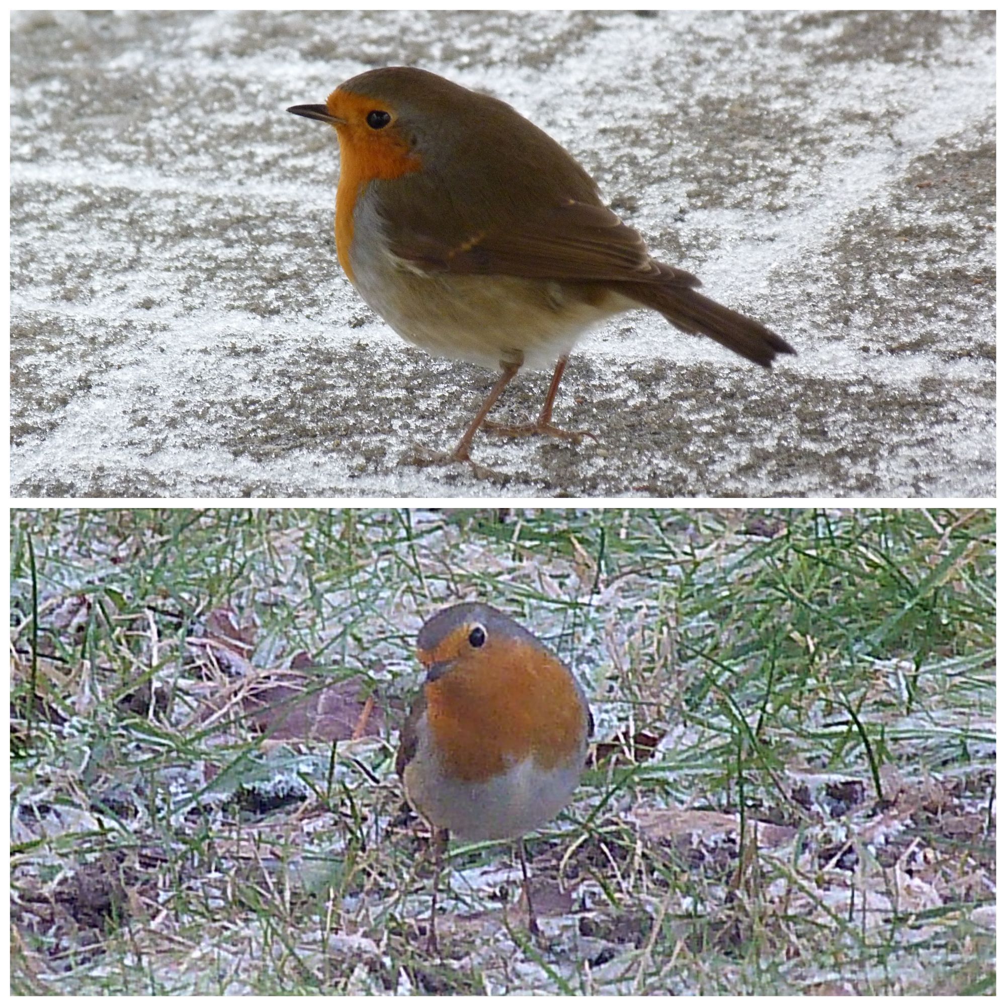 Fotocollage aus 2 Bildern übereinander. Oben ein Rotkehlchen im Profil auf leicht schneeberieselten Steinen. Unten ein Rotkehlchen von vorne, das schräg nach oben in Richtung Betrachter schaut, es steht auf einer Wiese, die leicht beschneit ist.