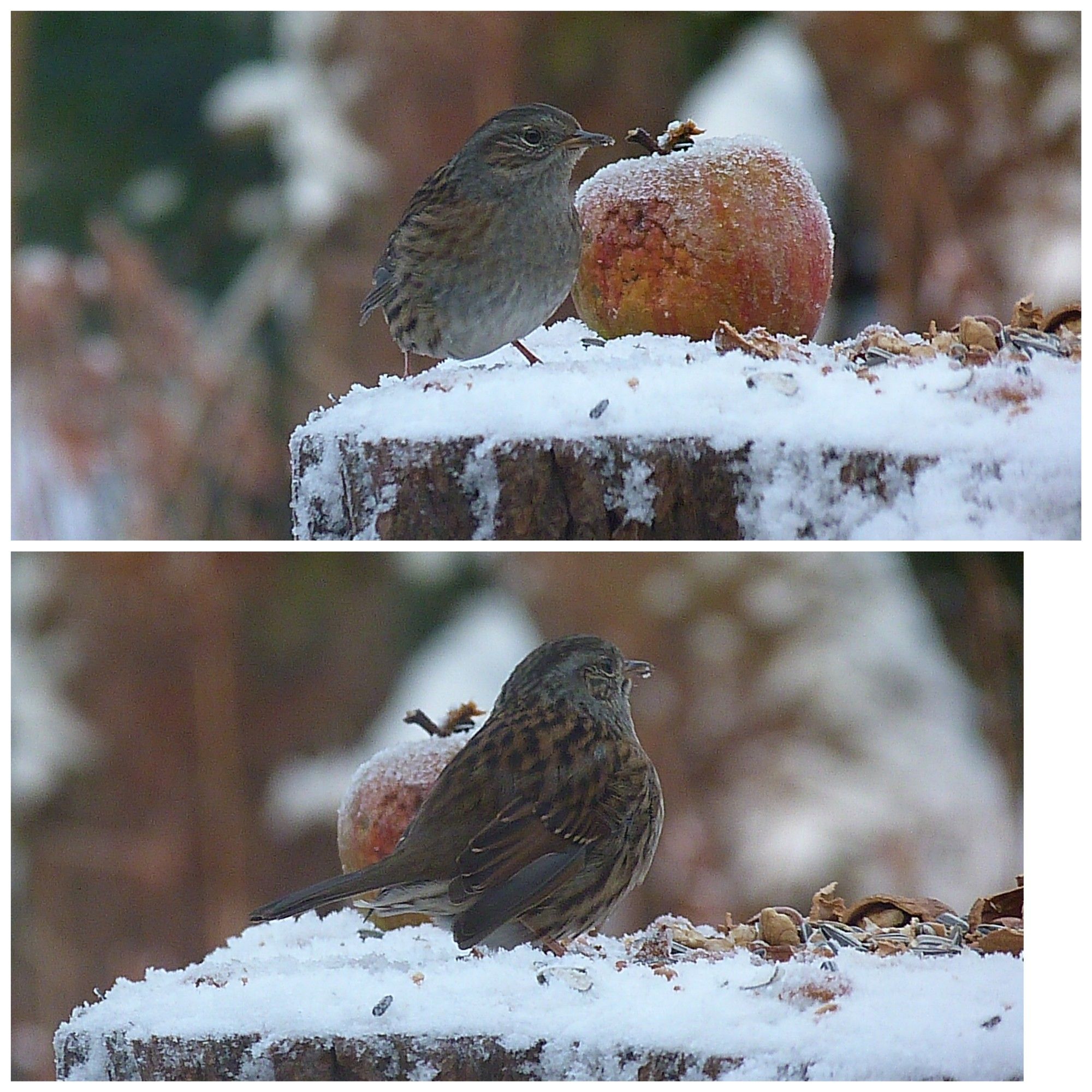 Fotocollage aus zwei Bildern übereinander. Auf beiden ist der obere Rand eines schneebedeckten Baumstumpfes zu sehen. Darauf liegen Nussschalen und Nüsse und ein Apfel, der mit Frost überzogen ist. Davor sitzt eine Heckenbraunelle, auf dem oberen Bild Bauch und Kopf dem Betrachter zugewandt, auf dem unteren Bild sieht man den Rücken und den Kopf von der Seite. Der Hintergrund ist ein verschwommenes Stück Garten, man kann teils schneebedeckte Bäume und Büsche erkennen.