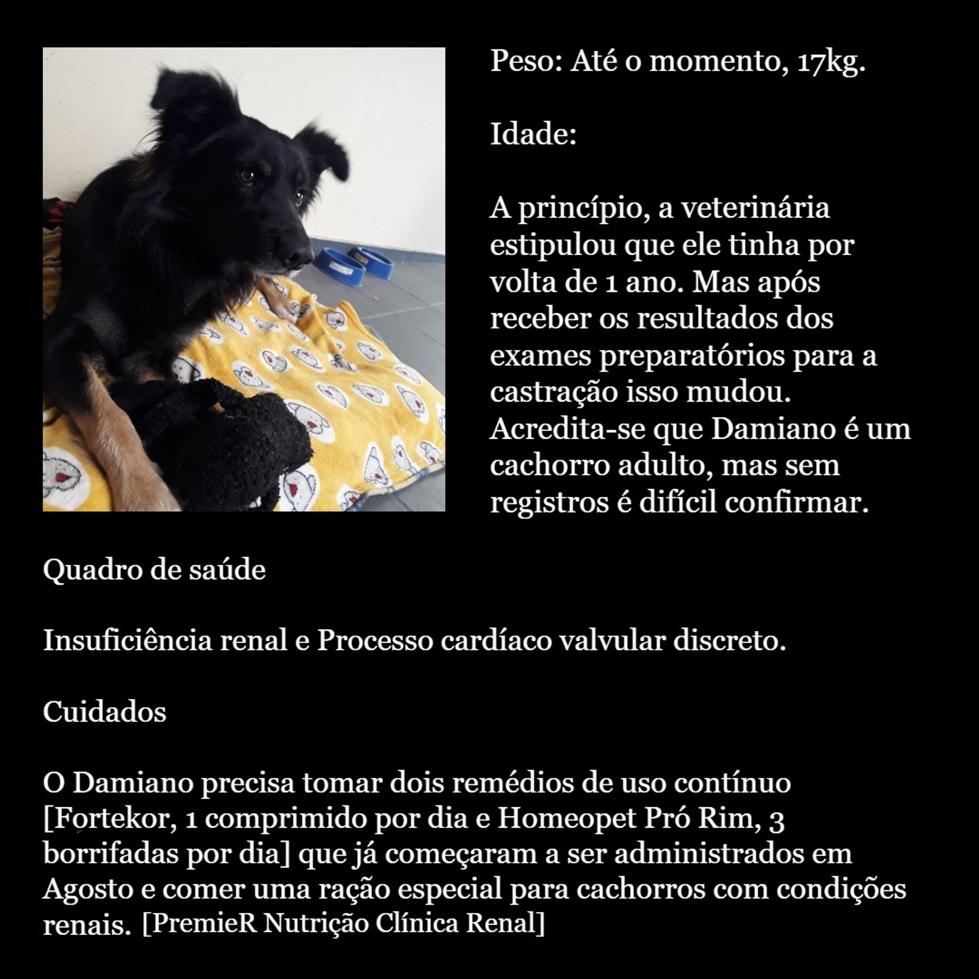 peso: até o momento 17 kg. Idade:

A princípio, a veterinária estipulou que ele tinha por volta de 1 ano. Mas após receber os resultados dos exames preparatórios para a cirurgia de castração a estipulação mudou. Acredita-se que Damiano é um cachorro adulto, mas sem registros é difícil confirmar.
 cuidados: O Damiano precisa tomar dois remédios de uso contínuo [Fortekor, 1 comprimido por dia e Homeopet Pró Rim, 3 borrifadas por dia] que já começaram a ser administrados em agosto e comer uma ração especial para cachorros com condições renais [PremieR Nutrição Clínica Renal].