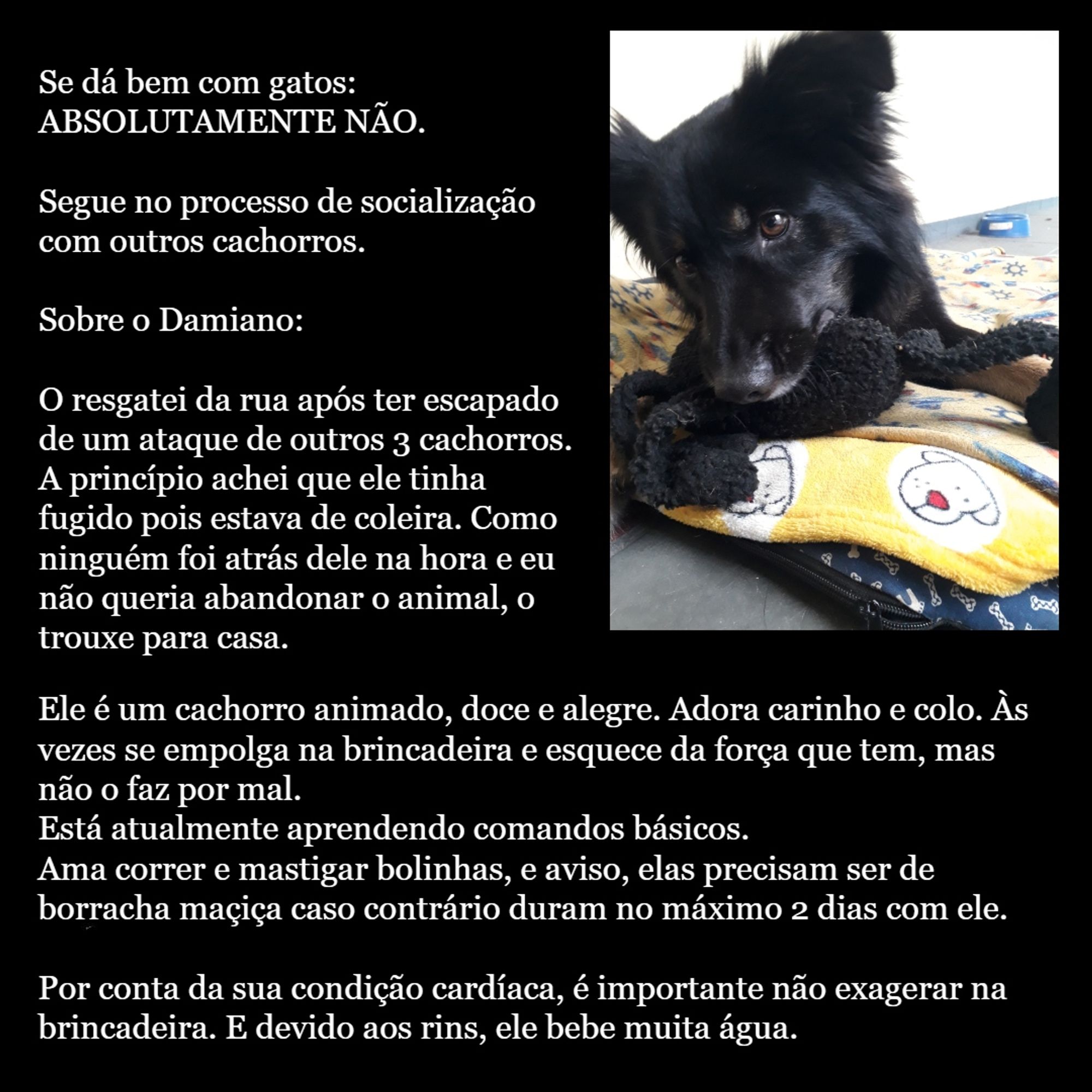 se dá bem com gatos: NÃO. segue no processo de socialização com outros cães. Sobre o Damiano:

O resgatei da rua após ele ter escapado de um ataque de outros 3 cachorros de rua. A princípio achei que ele tinha fugido pois estava de coleira, como ninguém foi atrás dele na hora e eu não queria abandonar o animal, o trouxe para casa.

Ele é um cachorro muito animado, bonzinho, doce e alegre. Adora carinho e colo. Às vezes se empolga na bricadeira e esquece da força que tem, mas não o faz por malícia. Está atualmente aprendendo comandos básicos como "Não" e "Senta".
Aprende relativamente rápido, porém é preciso um pouco de paciência para ensiná-lo.
Ama correr e mastigar bolinhas, e aviso, elas precisam ser de borracha maçiça caso contrário elas duram no máximo 2 dias com ele.

Por conta da sua condição cardíaca, é importante não exagerar na brincadeira. E devido aos rins, ele bebe muita água.