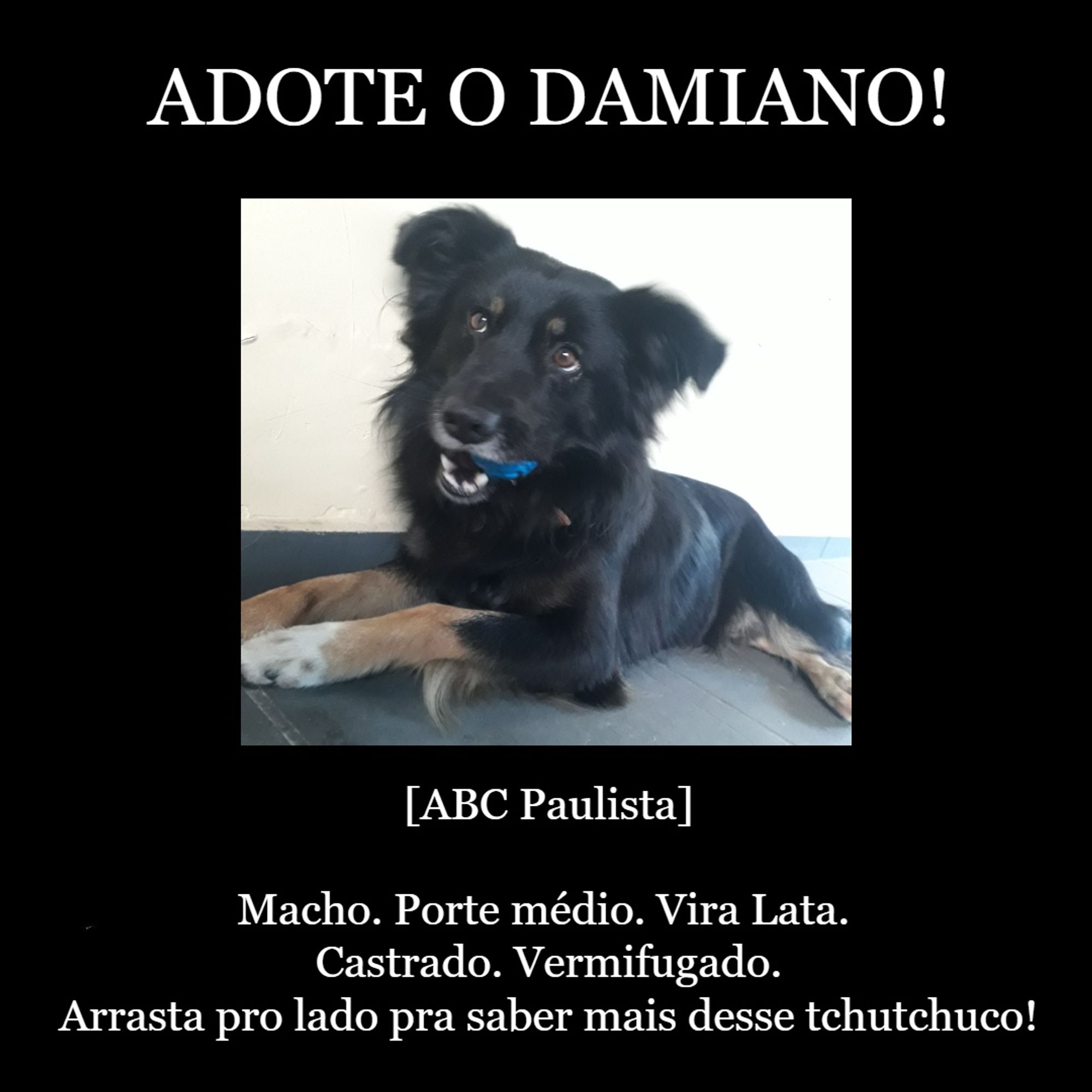 adote o damiano! abc paulista. macho. porte médio. castrado. vermifugado.