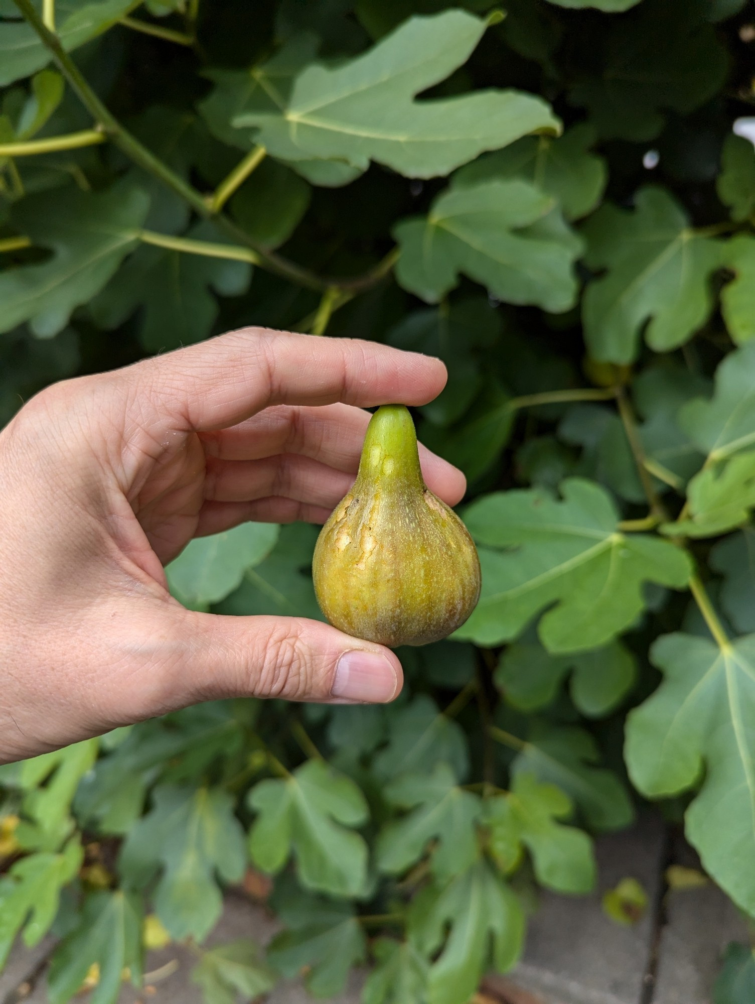 Fig. 1: a photograph of my hand holding a fig, with a backdrop of a large fig tree.