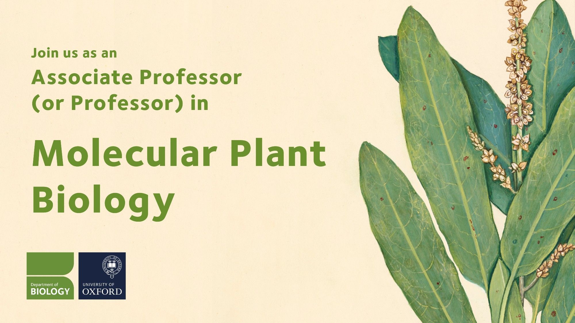 An illustration of a sorrel leaf. Text reads: Join us as an Associate Professor (or Professor) in Molecular Plant Biology