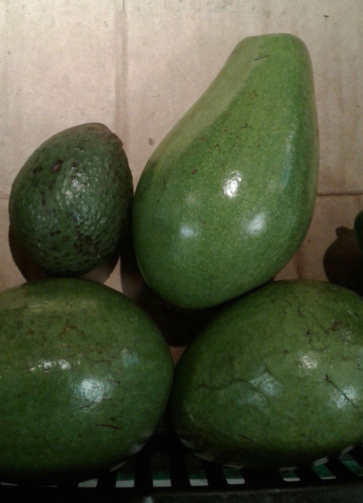 Pic of several avocados on a counter. Inline the smaller Hass avocados they are quite large and their green skin is smooth.