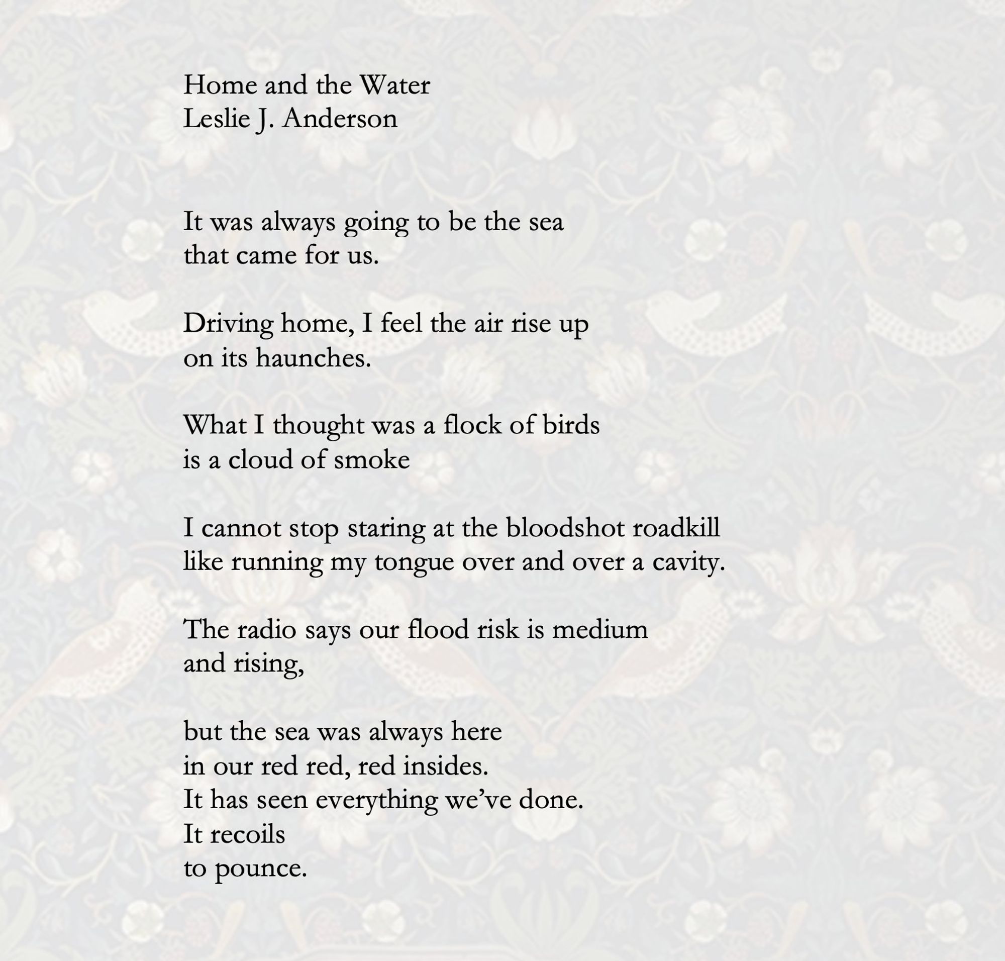 Home and the Water
Leslie J. Anderson


It was always going to be the sea 
that came for us.

Driving home, I feel the air rise up
on its haunches.

What I thought was a flock of birds
is a cloud of smoke

I cannot stop staring at the bloodshot roadkill
like running my tongue over and over a cavity.

The radio says our flood risk is medium
and rising,

but the sea was always here
in our red red, red insides.
It has seen everything we’ve done.
It recoils
to pounce.