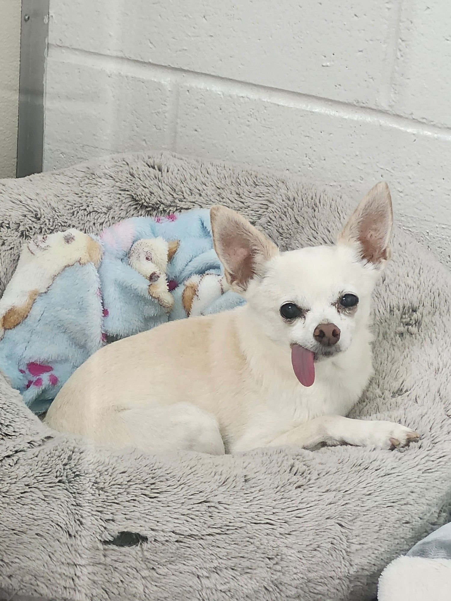 A tan chihuahua in a big fluffy bed. Her tongue is sticking out the side of her mouth.