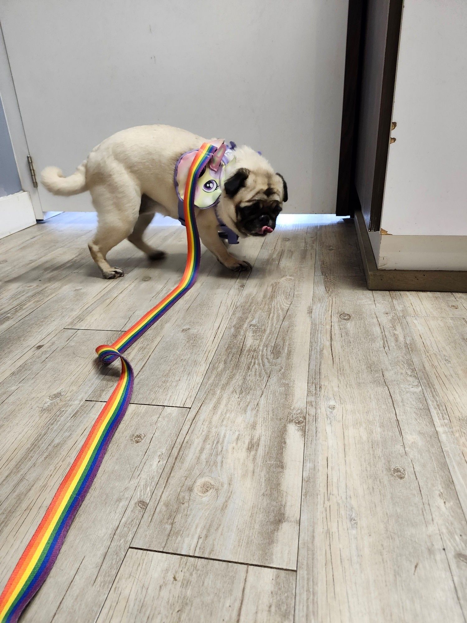 A fawn pug with a rainbow leash and unicorn harness