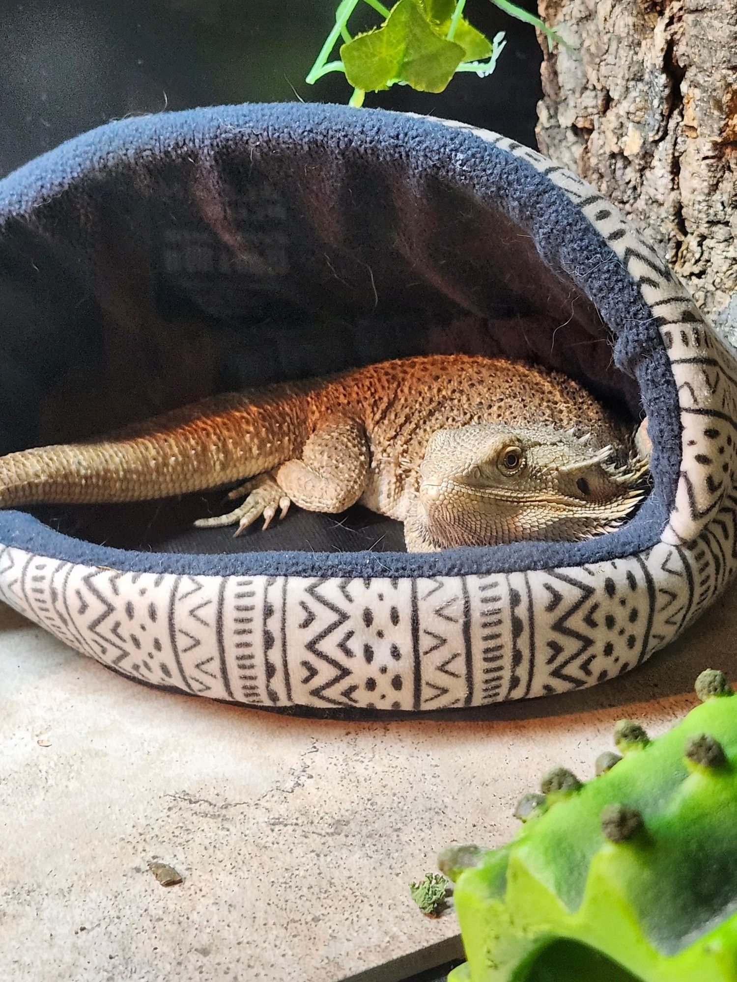 A bearded dragon curled up in a geometric-patterned mini pet bed.