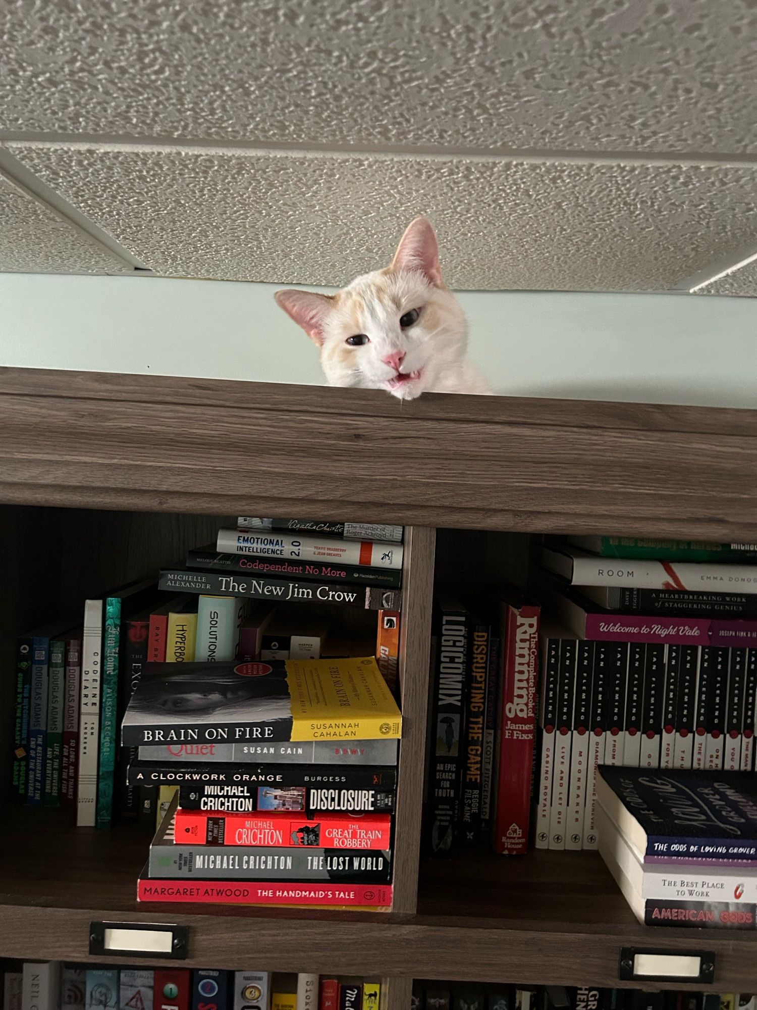 White cat on top of a bookcase.