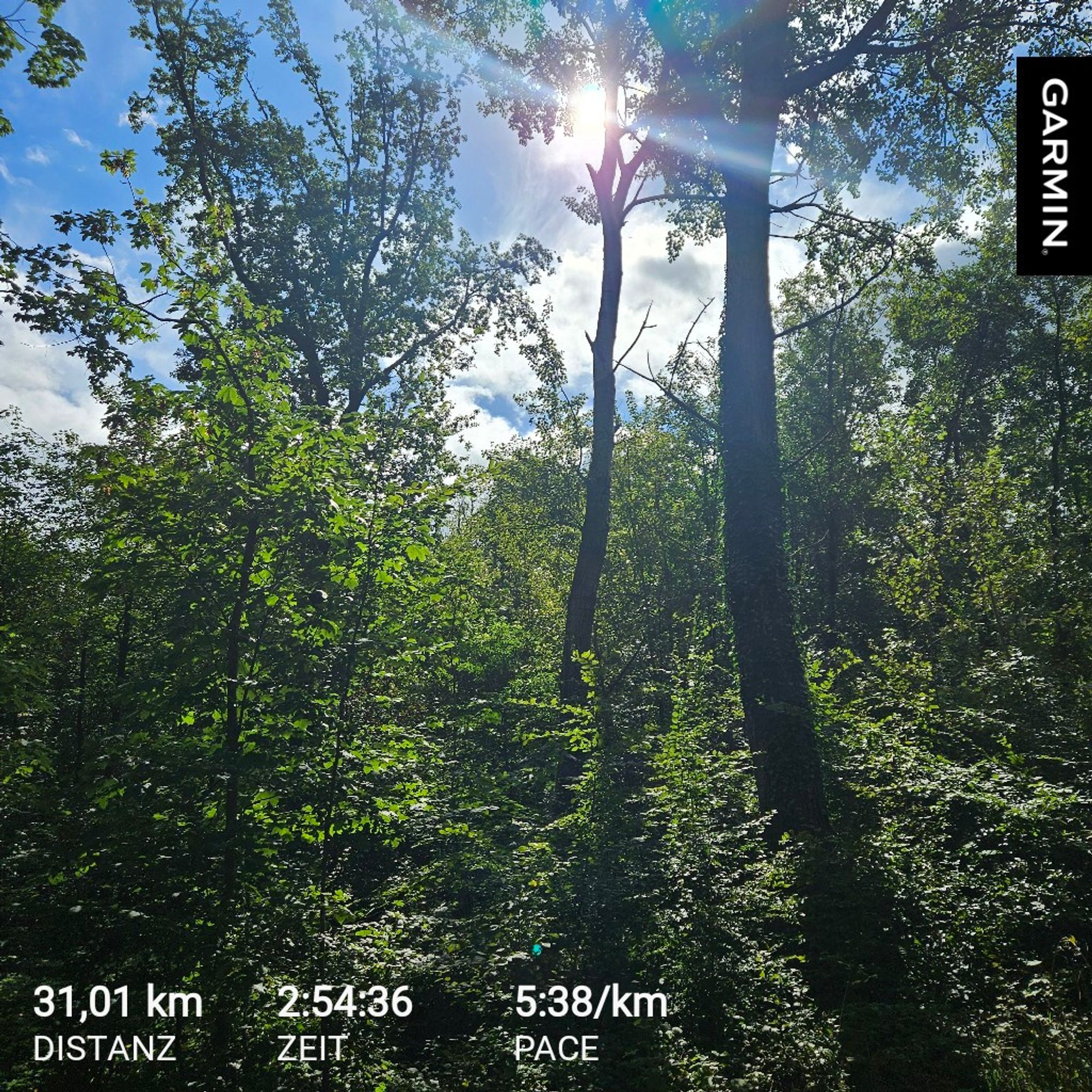 das bild zeigt einen dichten wald mit hohen bäumen, durch die sonnenlicht scheint. das licht bricht sich durch die blätter und erzeugt helle lichtstrahlen. am boden sind viele sträucher und pflanzen in sattem grün. der himmel ist teilweise blau mit einigen wolken.
unten im bild stehen in weißer schrift die wörter 31,01 km distanz, 2:54:36 zeit und 5:38/km pace.