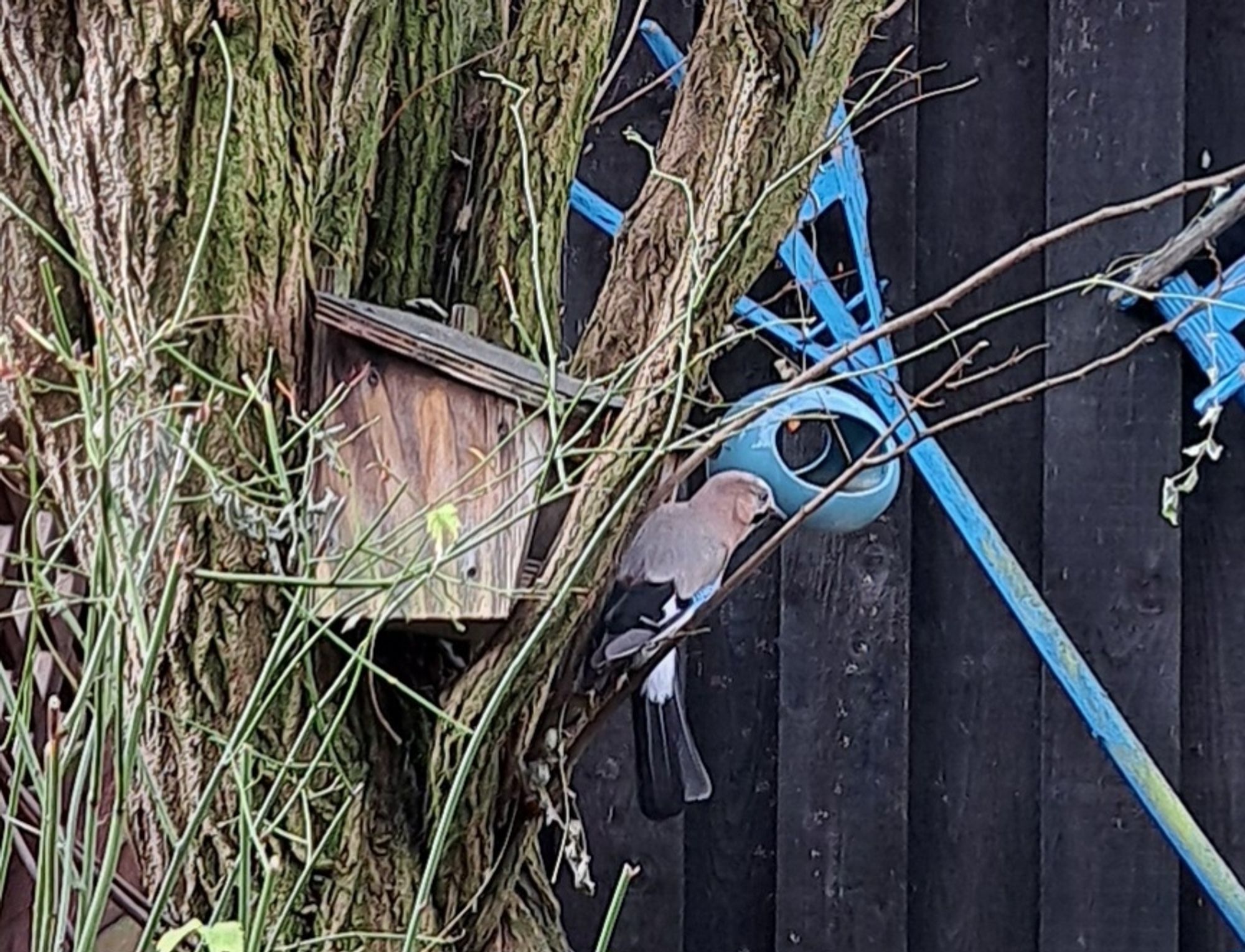 Foto eines Eichhelhähers vor einem Futterhäuschen.