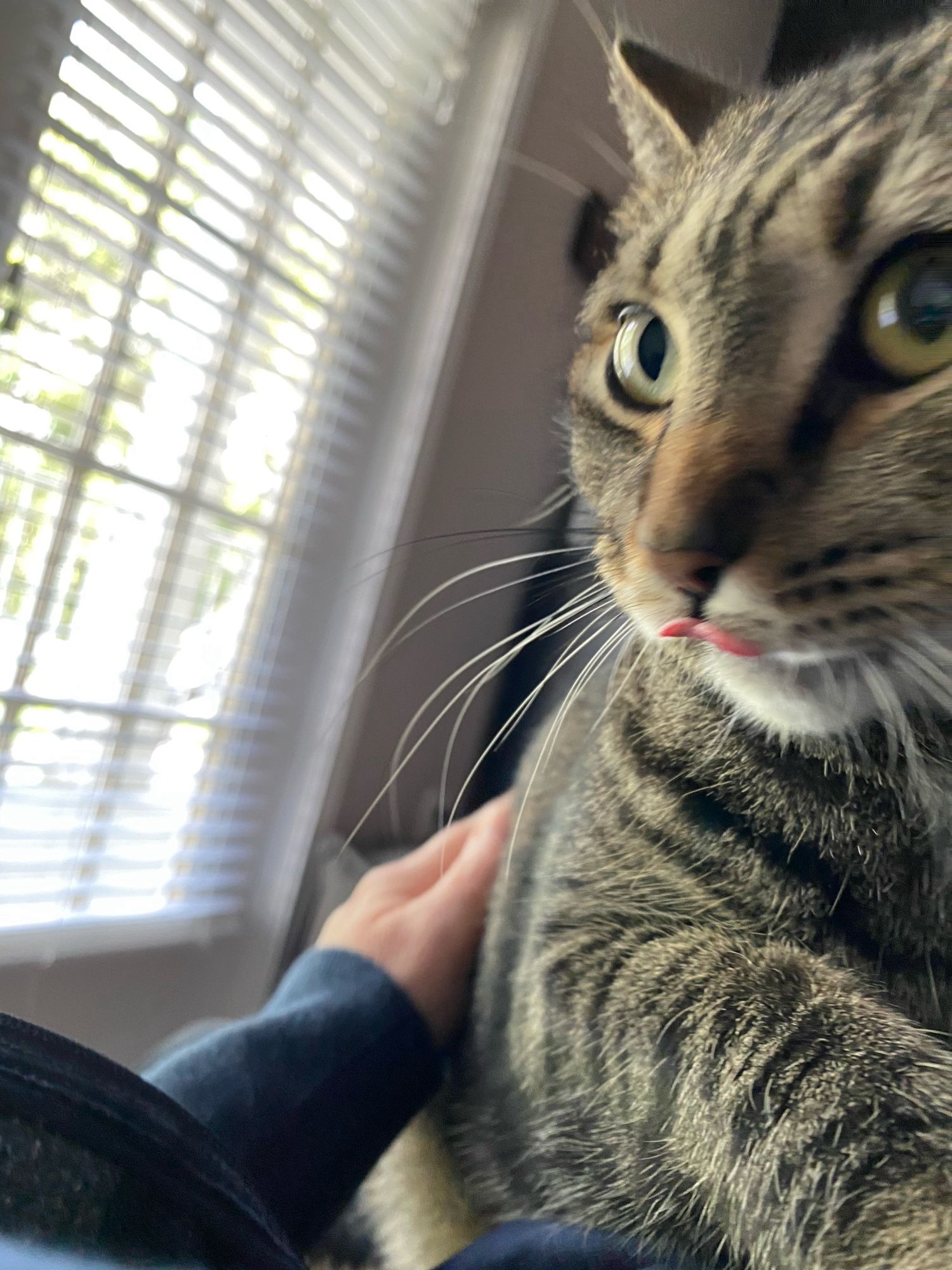 Brown and black striped cat being petted with tongue sticking out named Raven