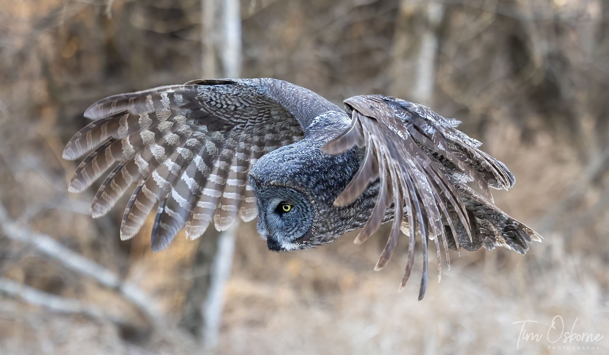 A Great Grey Owl in flight. Its wings are arched in flight and its feathers spread out.