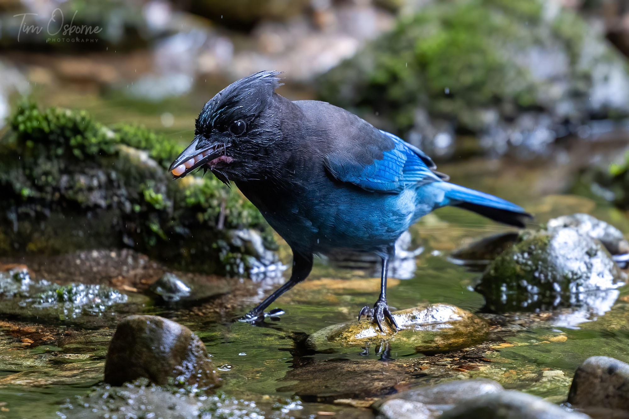 A Stellar's Jay (black and blue in colour) stands in a stream. In her beak you can see around four pink salmon eggs. 