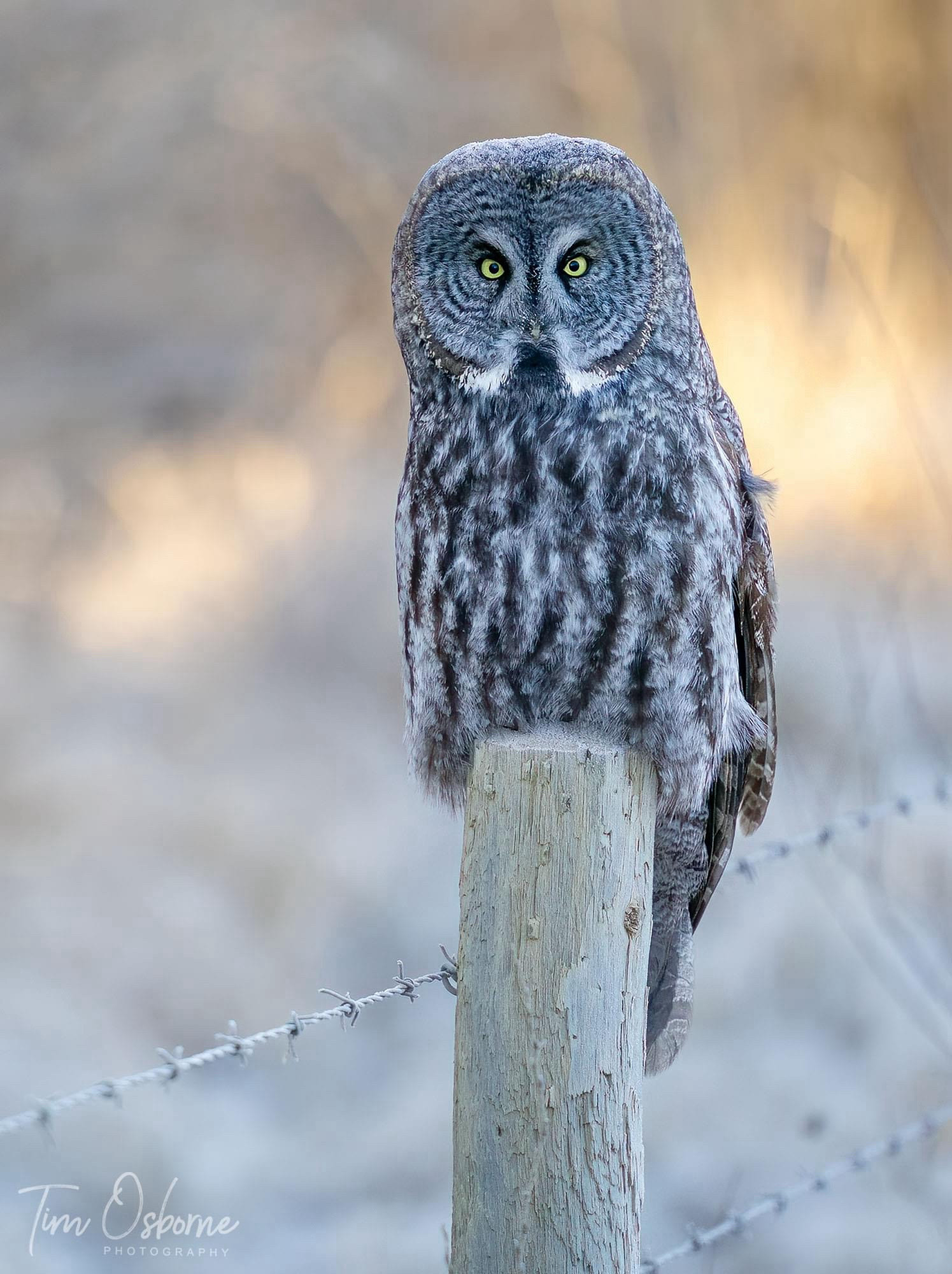 A Great Grey Owl sitting on a fence post.