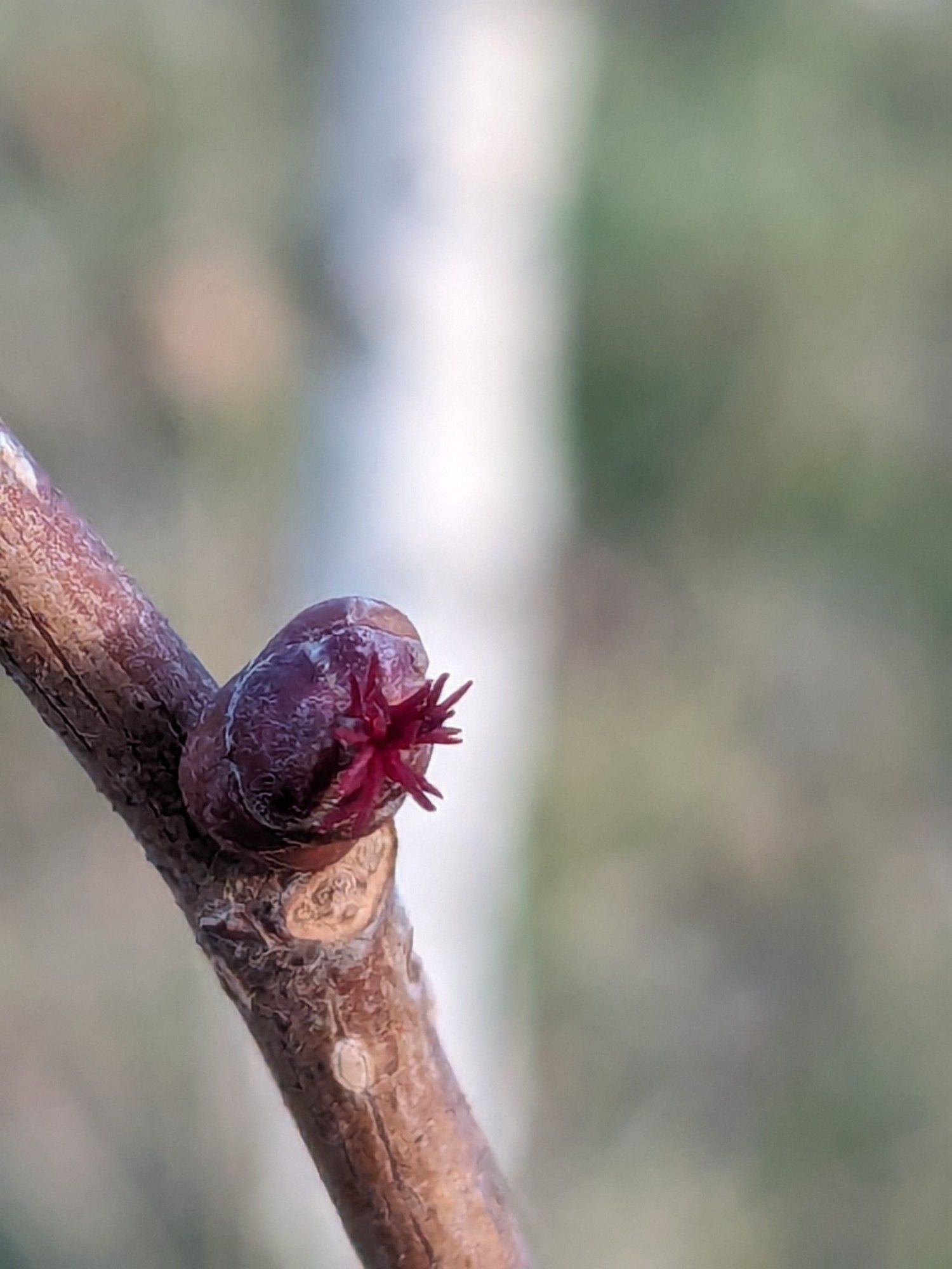 Une fleur de noisetier, minuscule (1mm de diamètre), d'une couleur bordeaux, qui apparait au bout d'un bourgeon. Cette photo est prise "vue de dessus".