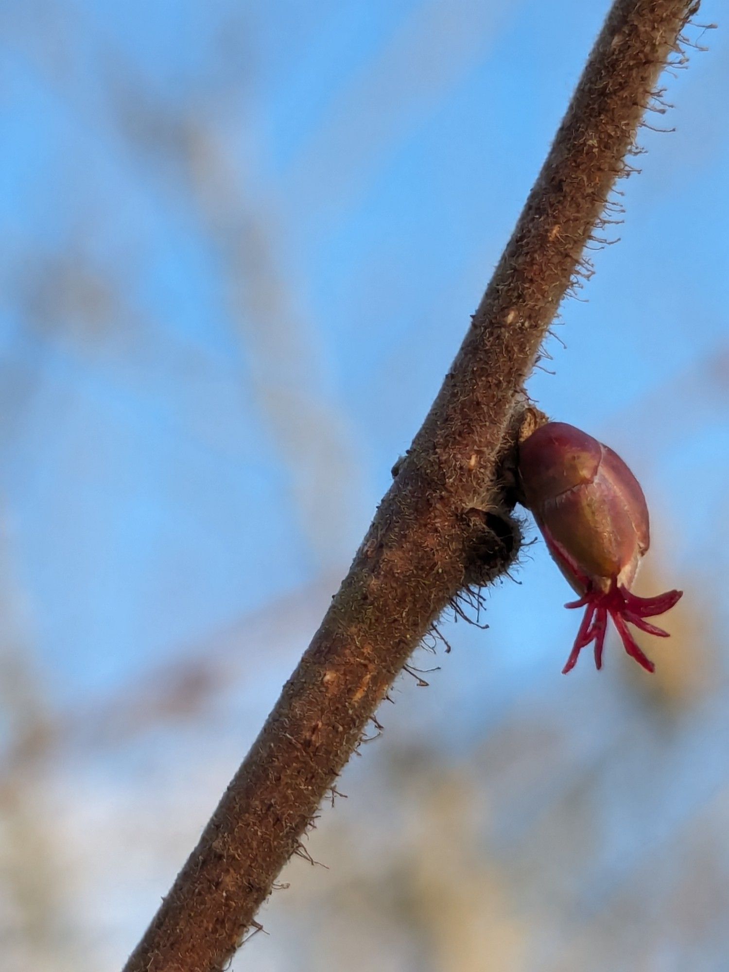 Une fleur de noisetier, minuscule (1mm de diamètre), d'une couleur bordeaux, qui apparait au bout d'un bourgeon. Cette photo est prise "vue de côté".