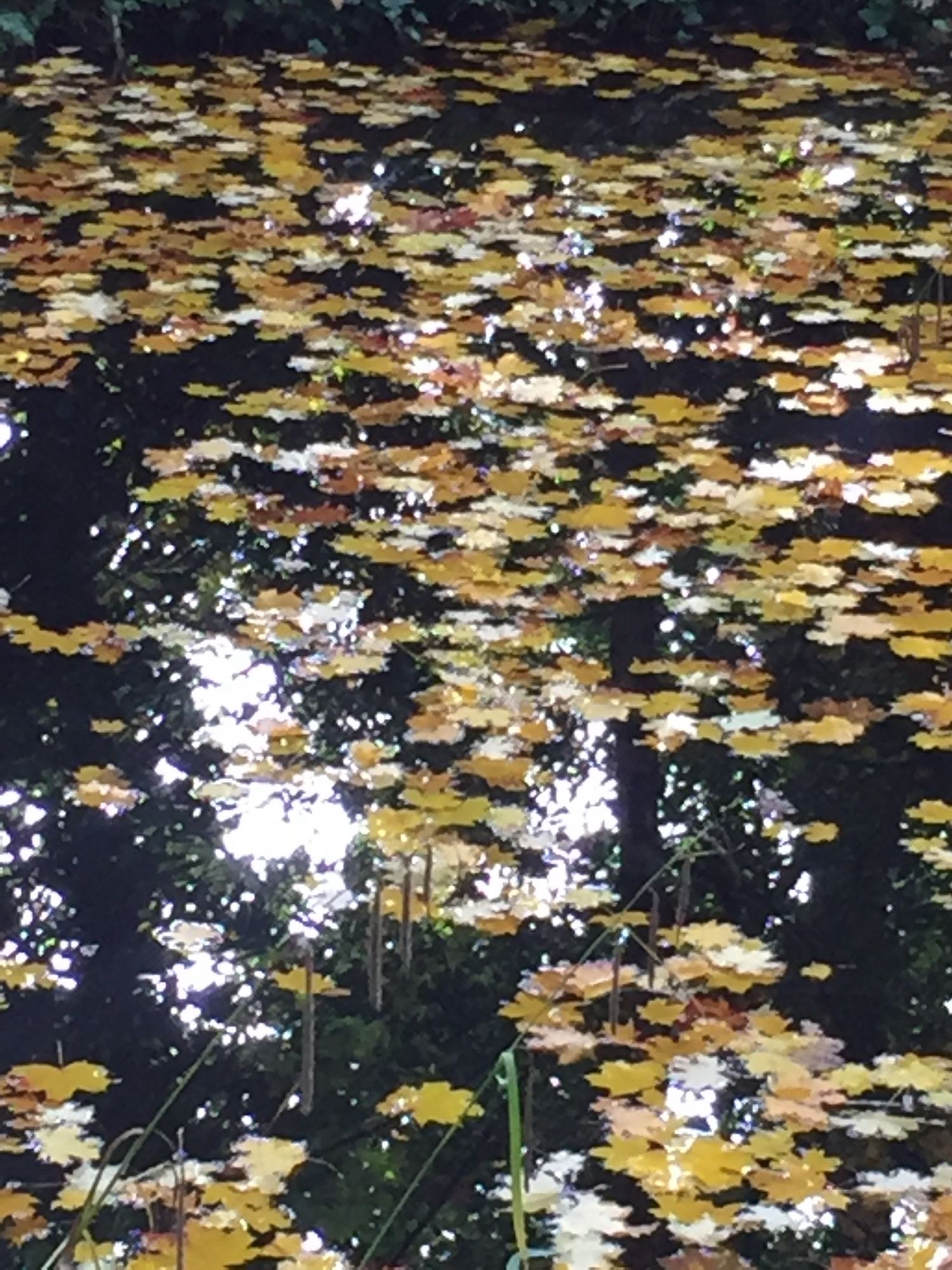 Vijver met herfstbladeren. Reflectie van de bomen in het water.