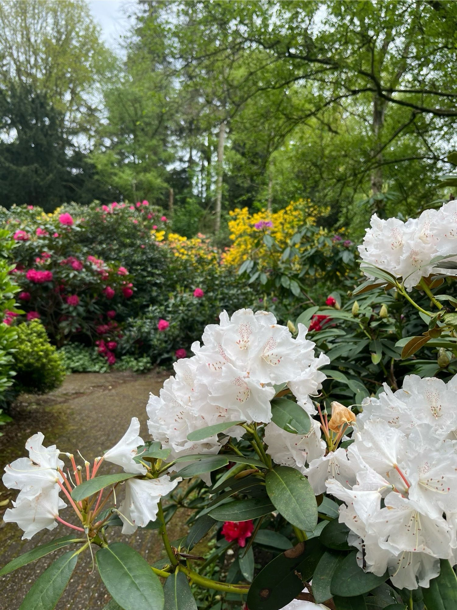 Witte, roze en gele rhododendron bloemen langs het pad.