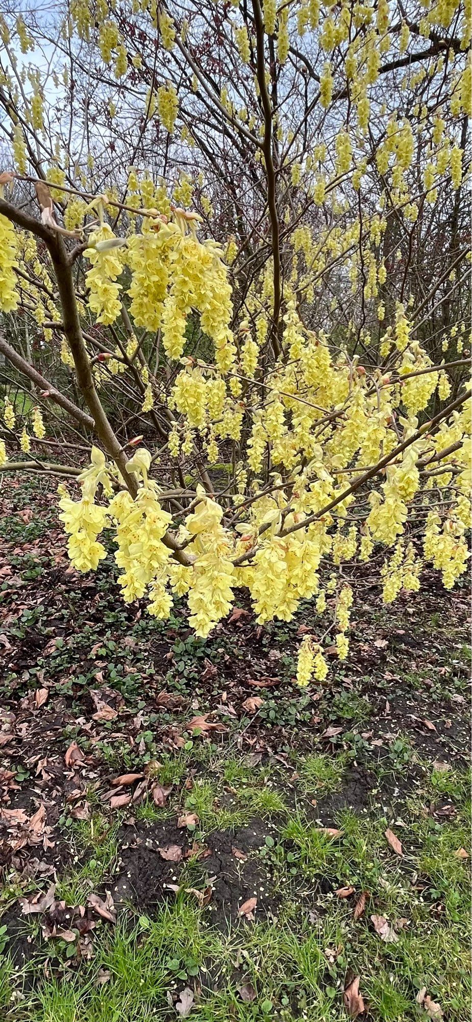 Gele hangende bloemen. Amstelpark, Amsterdam.