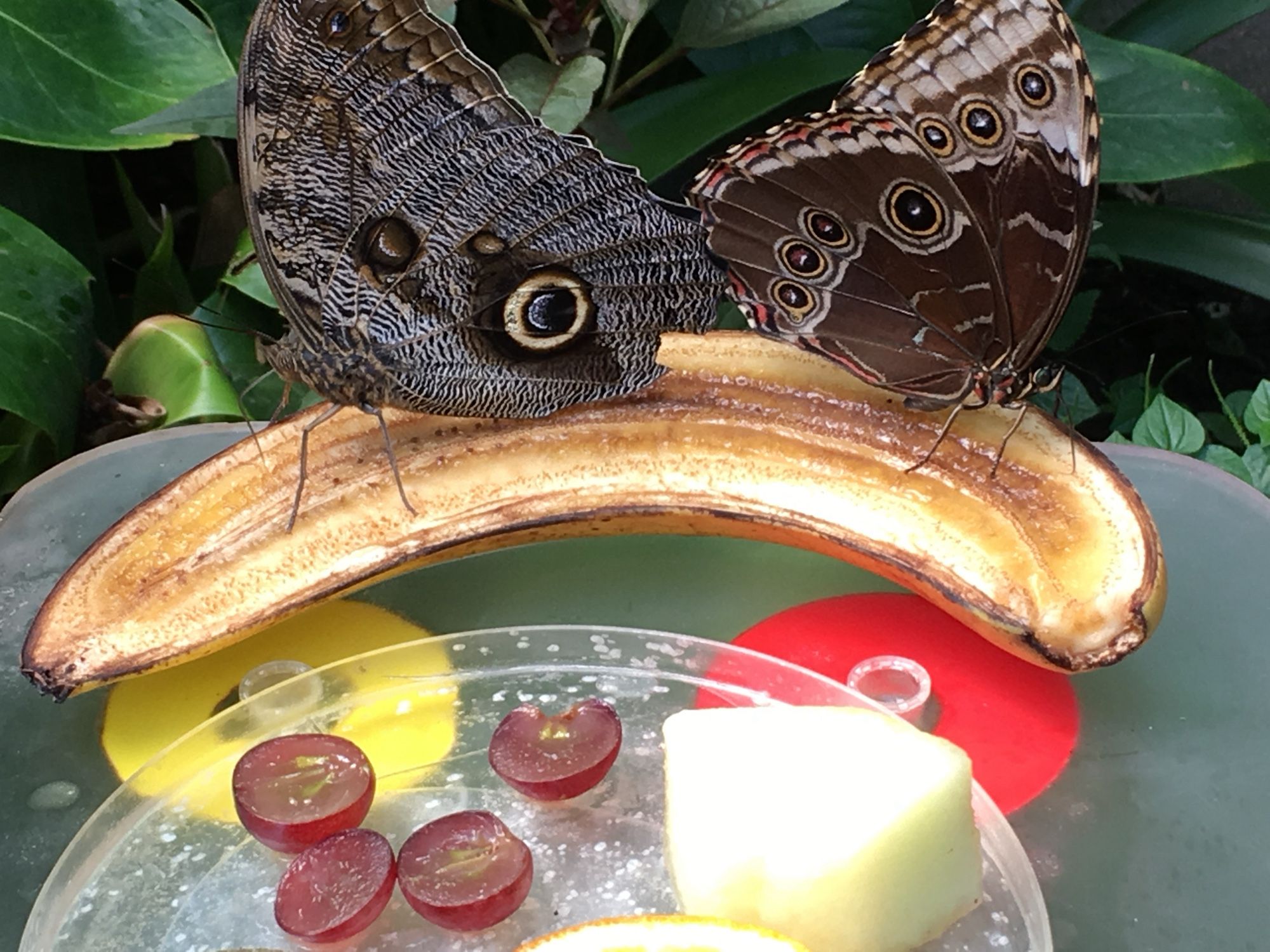 Twee veelogige vlinders op een banaan. Druiven en appel op een schotel.