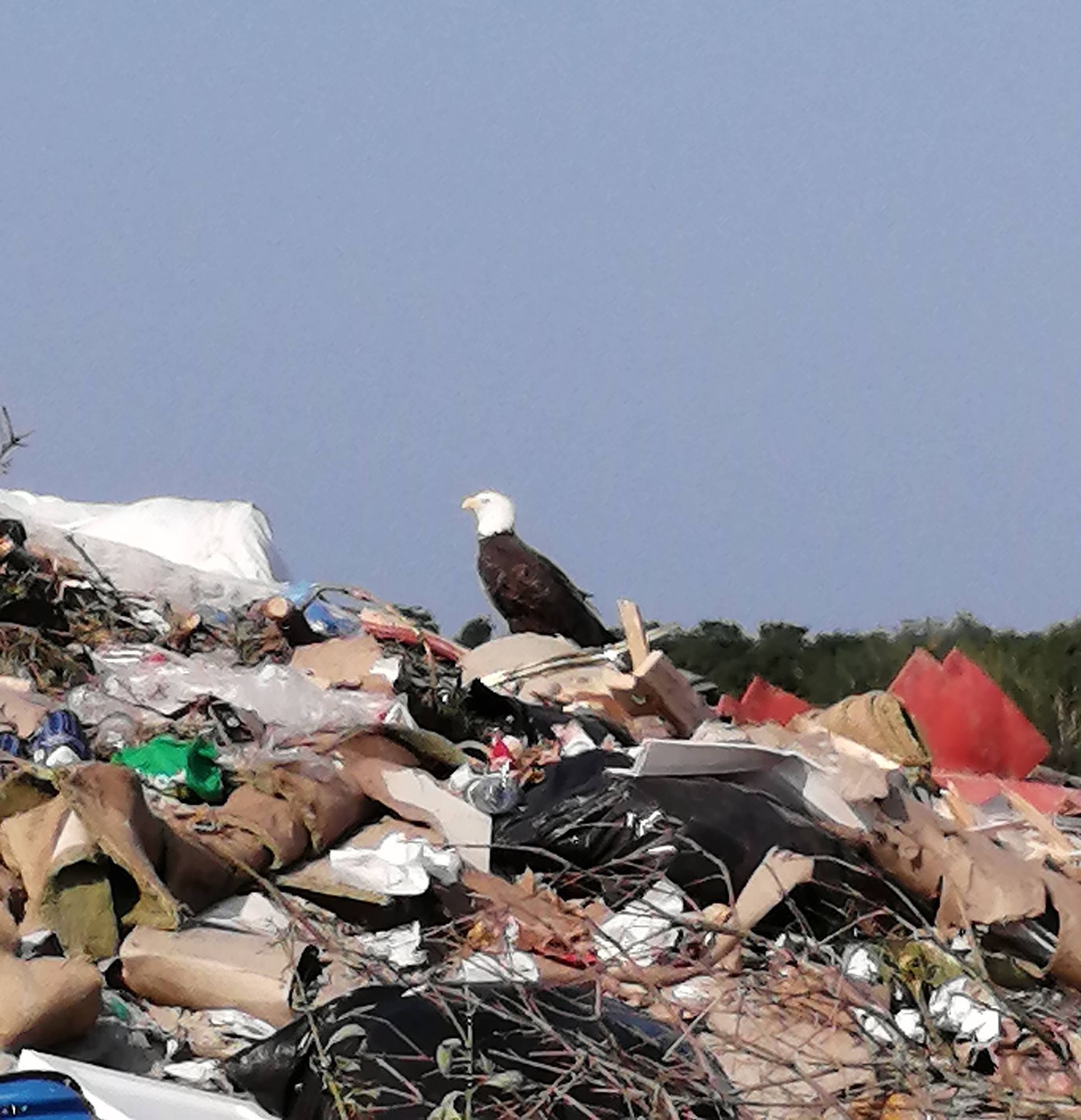 A photo of an eagle perched on top of a pile of trash.