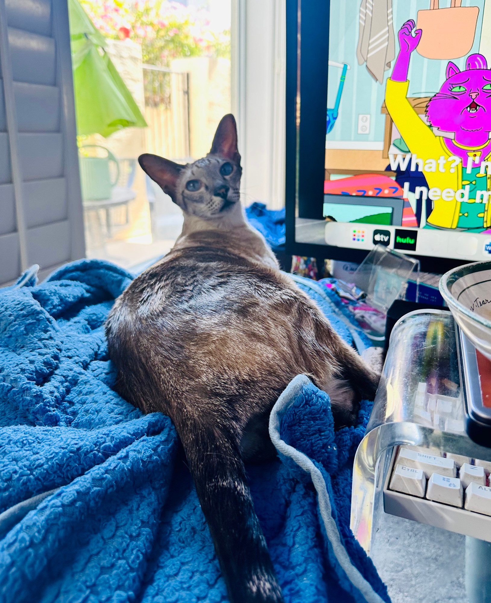 Periwinkle Chukwu the oriental short hair cat sitting on my glass, riding desk beside my keyboard not caring that he’s the star of a graphic novel