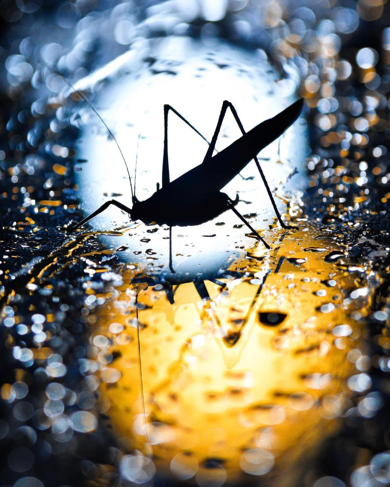 the shadow of a katydid on wet pavement in the heat of the night.