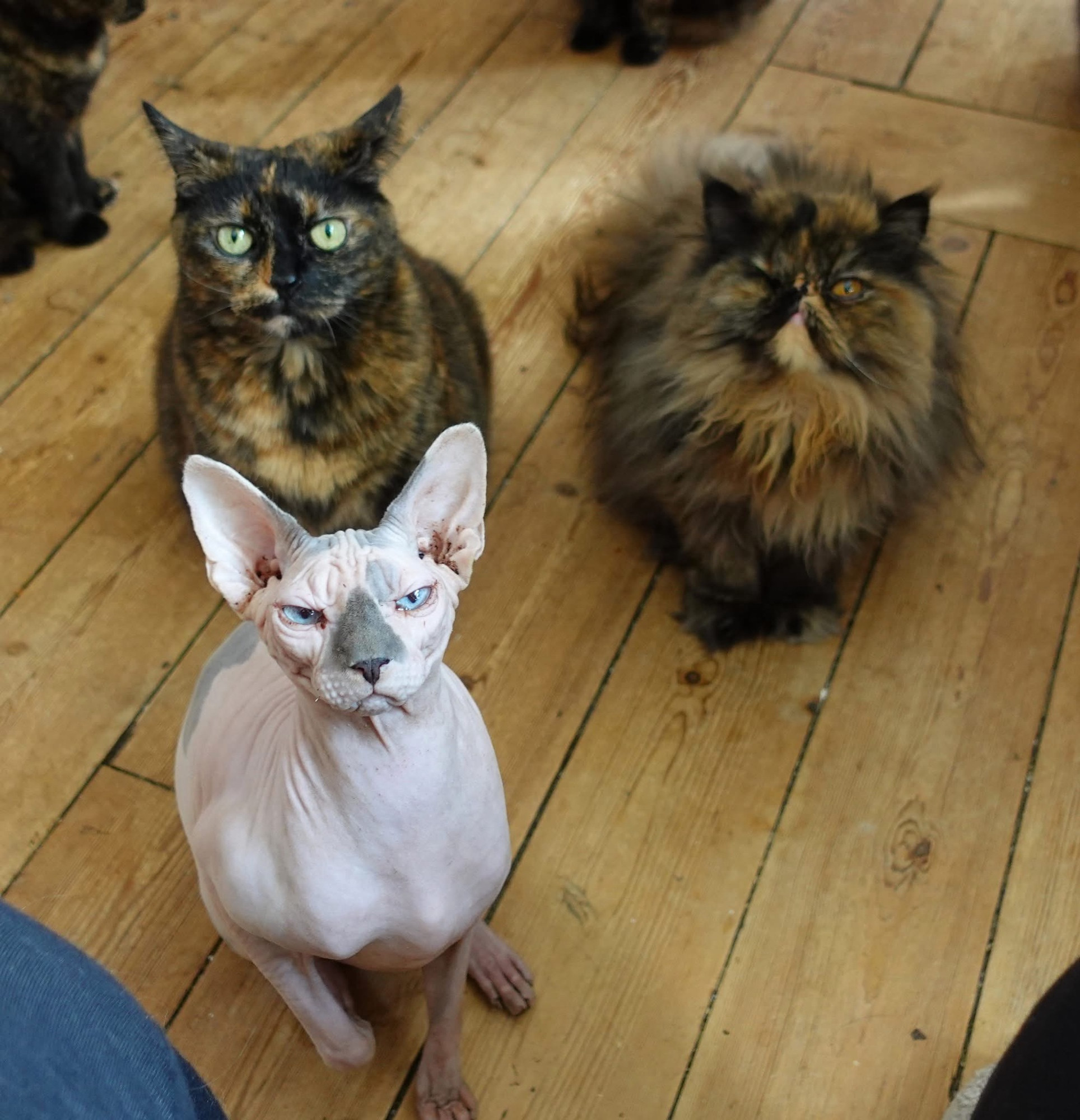 Cats