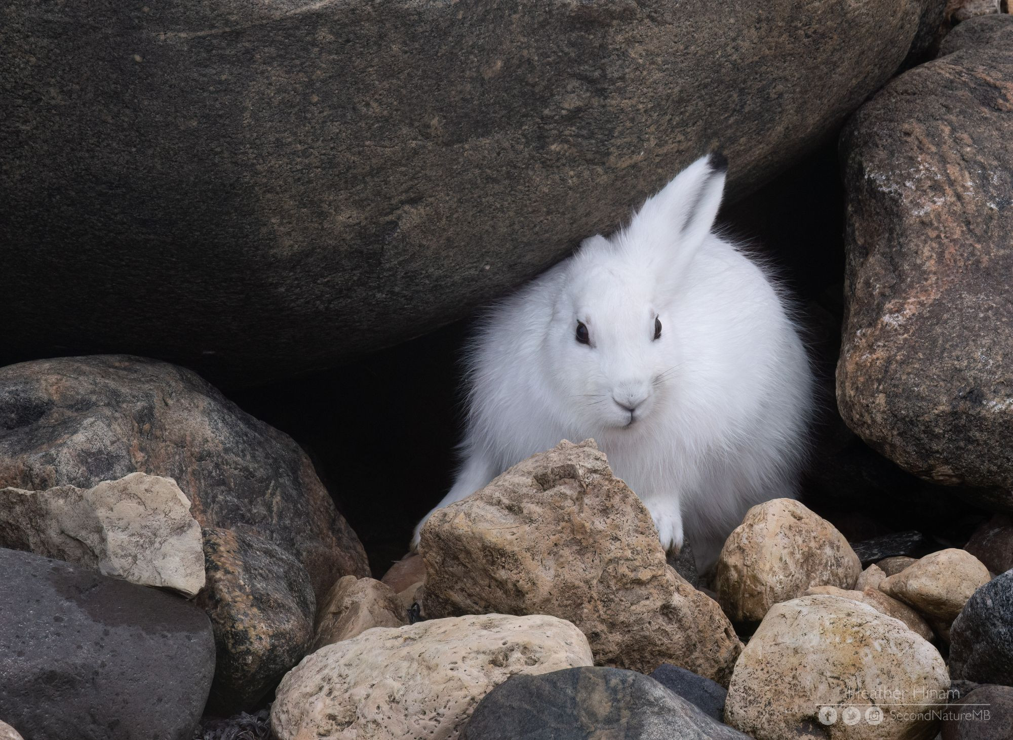 A bright white Arctic hare peeks out from a little cavern under some granite boulders. One ear is tucked under the rock. 