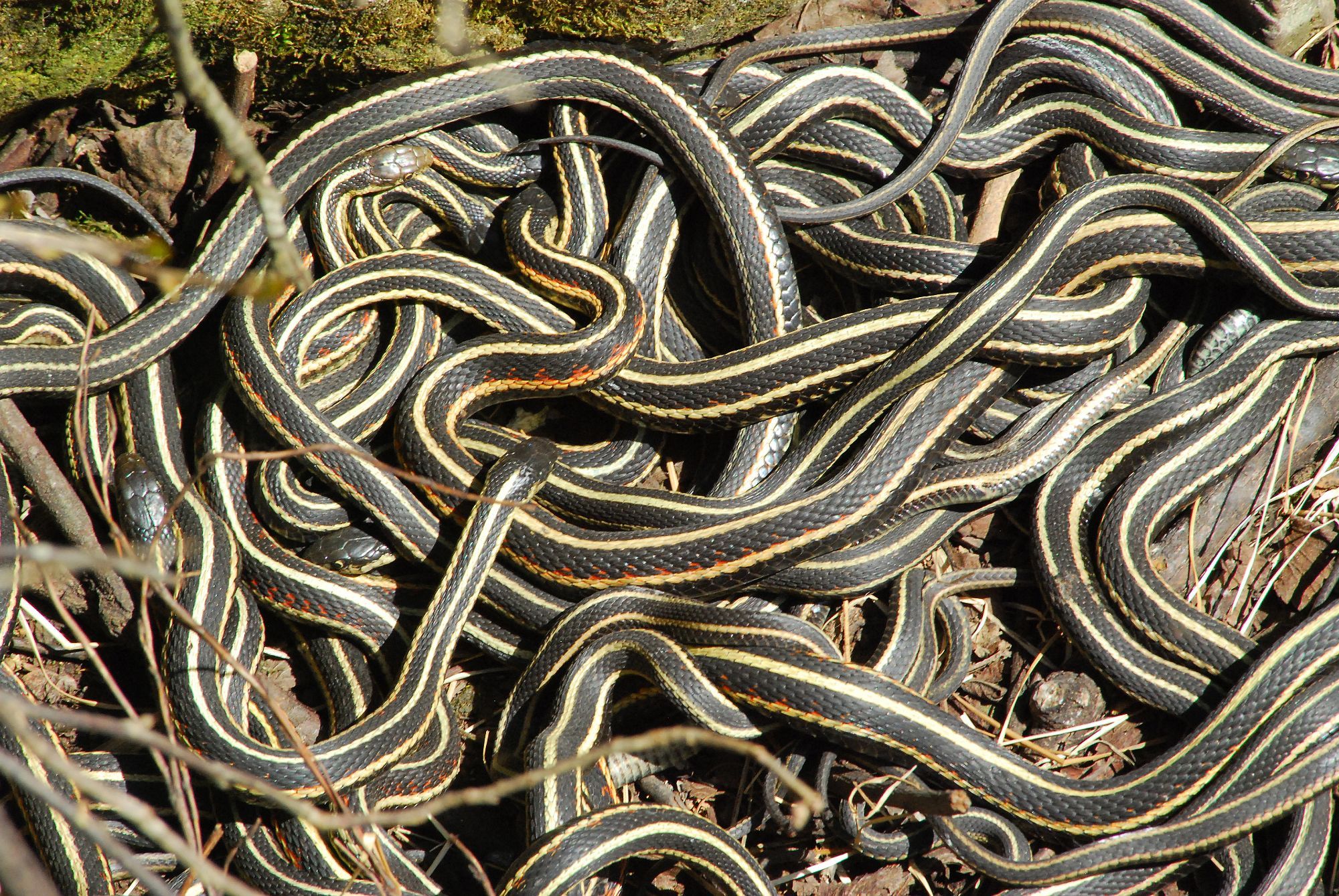 A tangle of red-sided garter snakes. A few dozen black and yellow-striped snakes twist around each other in the sunlight.