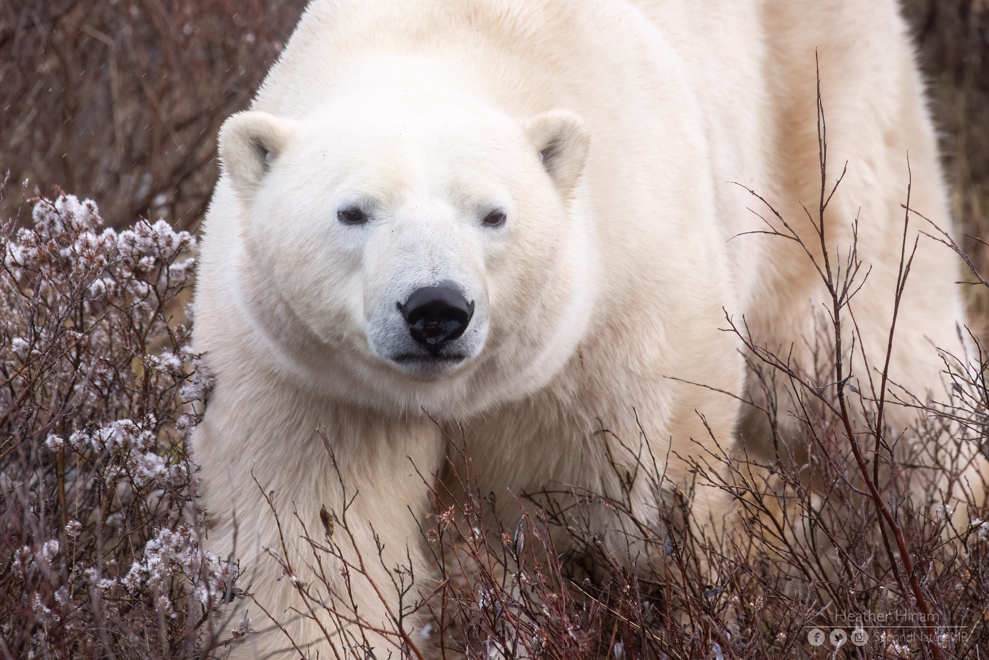 A large male polar bear looks off into the distance as it walks through a tangle of grass and shrubs. He has widely-spaced eyes and a round nose and pure white ears. 