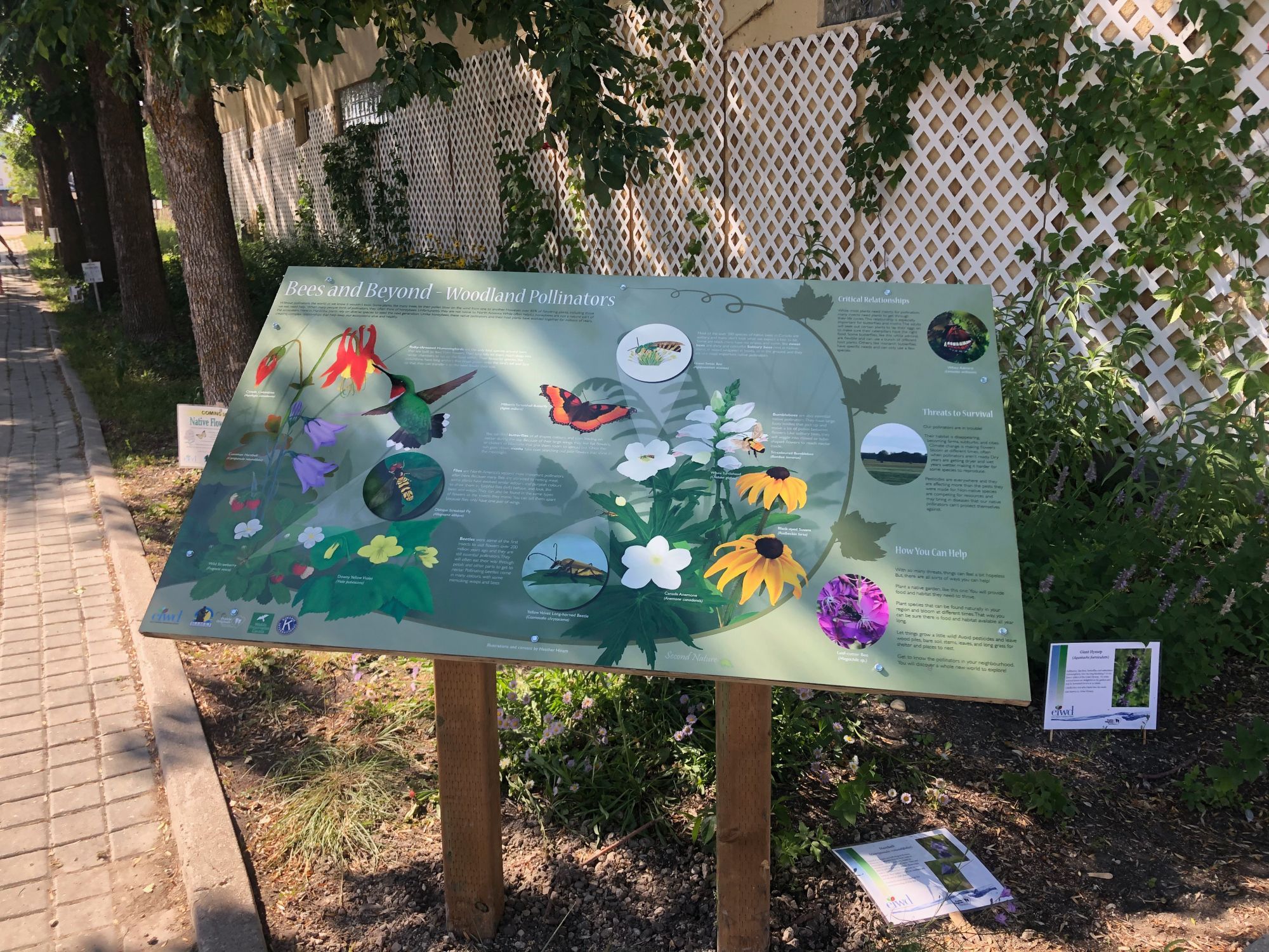 An interpretive panel in a garden showing a combination of woodland wildflowers and the animals that pollinate them. It's titled: Bees and Beyond- Woodland Pollinators. It features the bell-like red columbine with a male ruby-throated hummingbird flying in front of it. Below are purple harebells, wild strawberries and yellow downy violets. They have a yellow and black hover fly on them. On the right of the image are white turtlehead flowers, white Canada anemone and yellow black-eyed Susans. They are being visited by a green sweat bee, the orange and black Milbert's tortoiseshell butterfly, yellow flower beetle and a tricolored bumblebee.