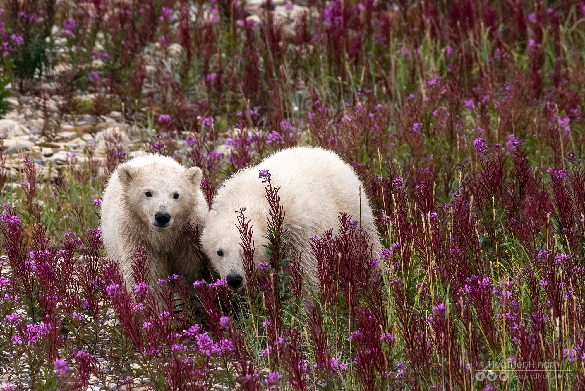 Two wet and dirty polar bear cubs peeking through the stalks of pink fireweed flowers. They are very curiously looking at the large vehicle the photographer is standing in. 