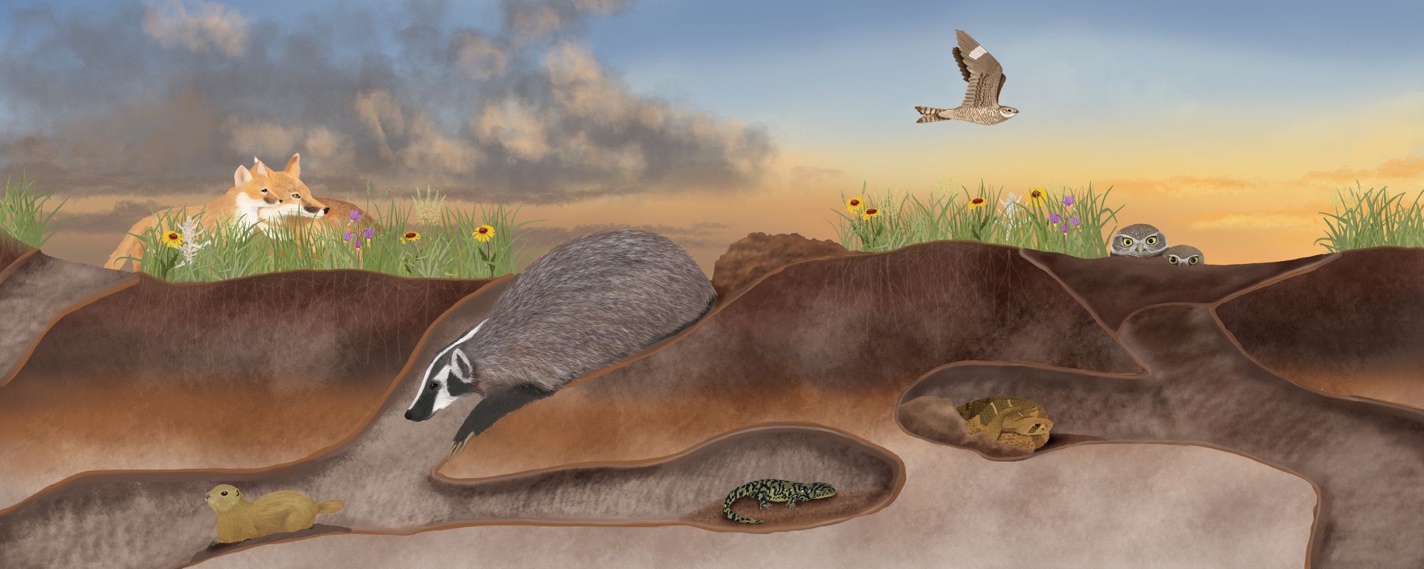 A full colour digital illustration of the underground world of the mixed-grass prairie. A badge digs up a Richarson ground squirrel while a greenish tiger salamander sleeps in a nearby burrow. In another burrow, a western rattlesnake sleeps while two burrowing owls poke their heads up above the surface. Above ground, a mom and kit swift fox look out over the prairie while a common nighthawk flies through the sunset-lit sky.