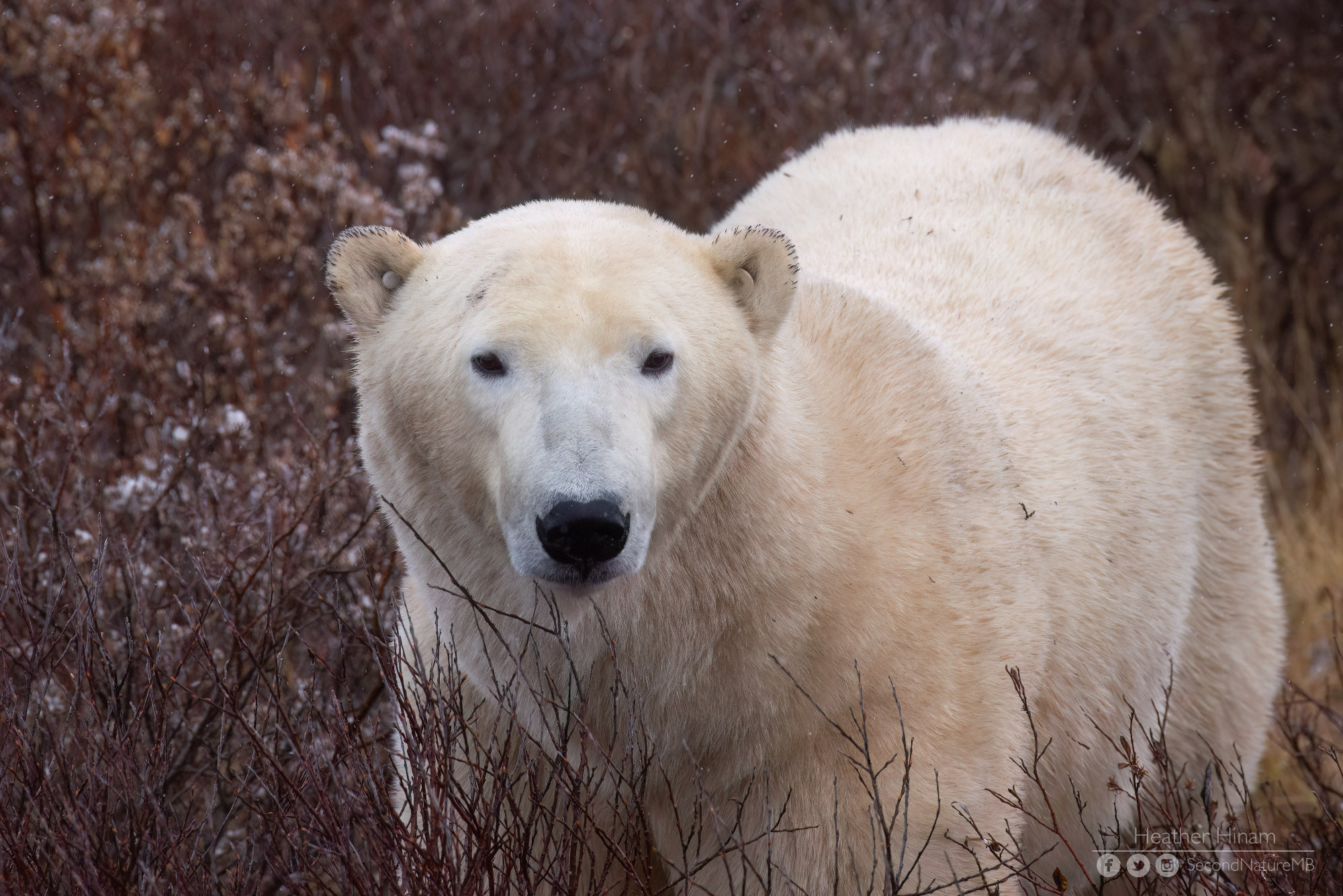 A large male polar bear walks through a tangle of willows and grass. He is looking slightly downward and into the distance. His eyes are more closely spaced and his muzzle is longer and narrower. His ears have black tips on the fur, which may be something caught in the hair. 