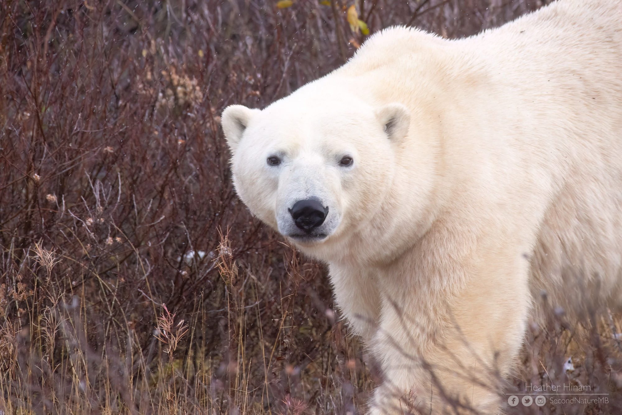 A large male polar bear looks directly at the camera as it walks through a tangle of grass and shrubs. He has widely-spaced eyes and a round nose and pure white ears. 