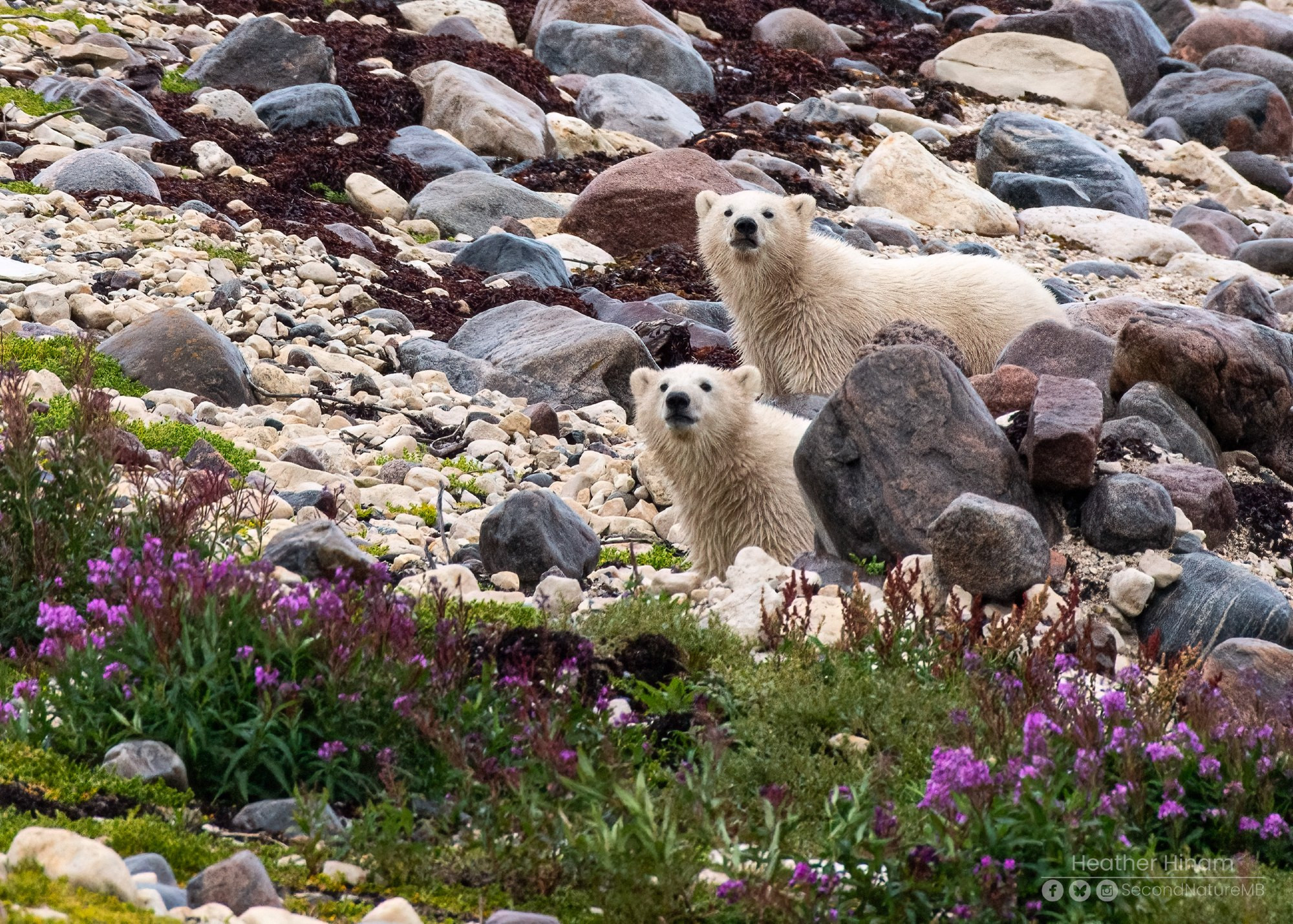 A pair of smallish, wet and bedraggled polar bear cubs look towards the photographer from behind some boulders along the beach. Some pink fireweed in the foreground add a pop of colour to the scene. 